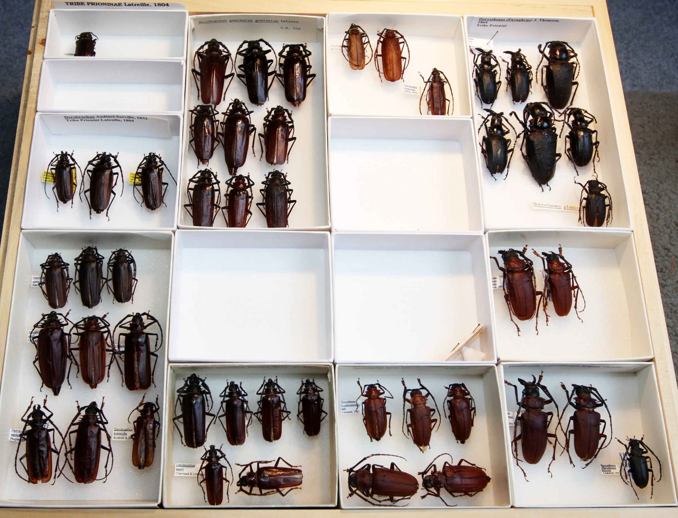 Prioninae 9  Prionini Derobrachus Dorysthenes.JPG