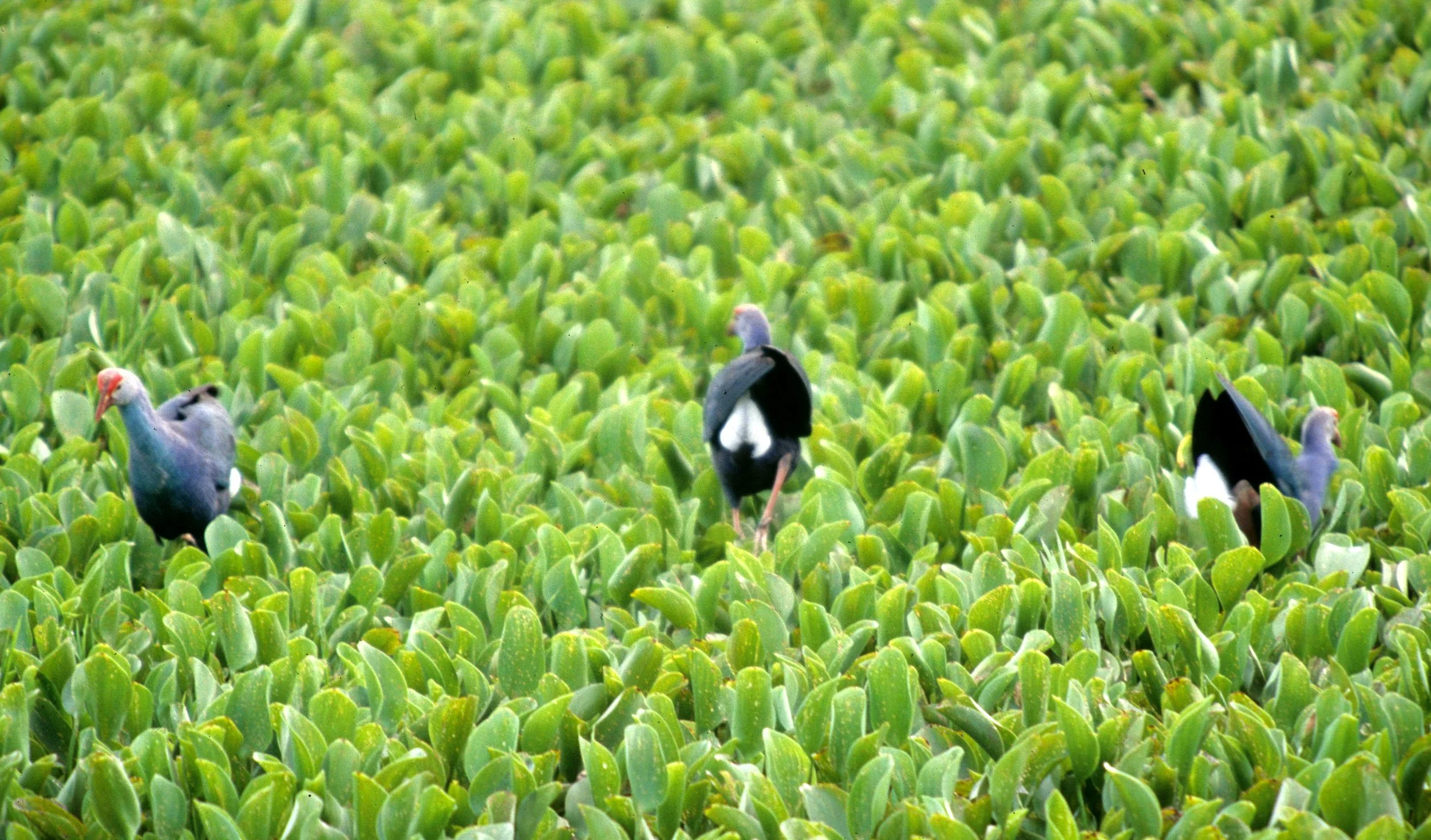 BIRD - MOORHEN - PURPLE MOORHEN - KALEODEO INDIA.jpg
