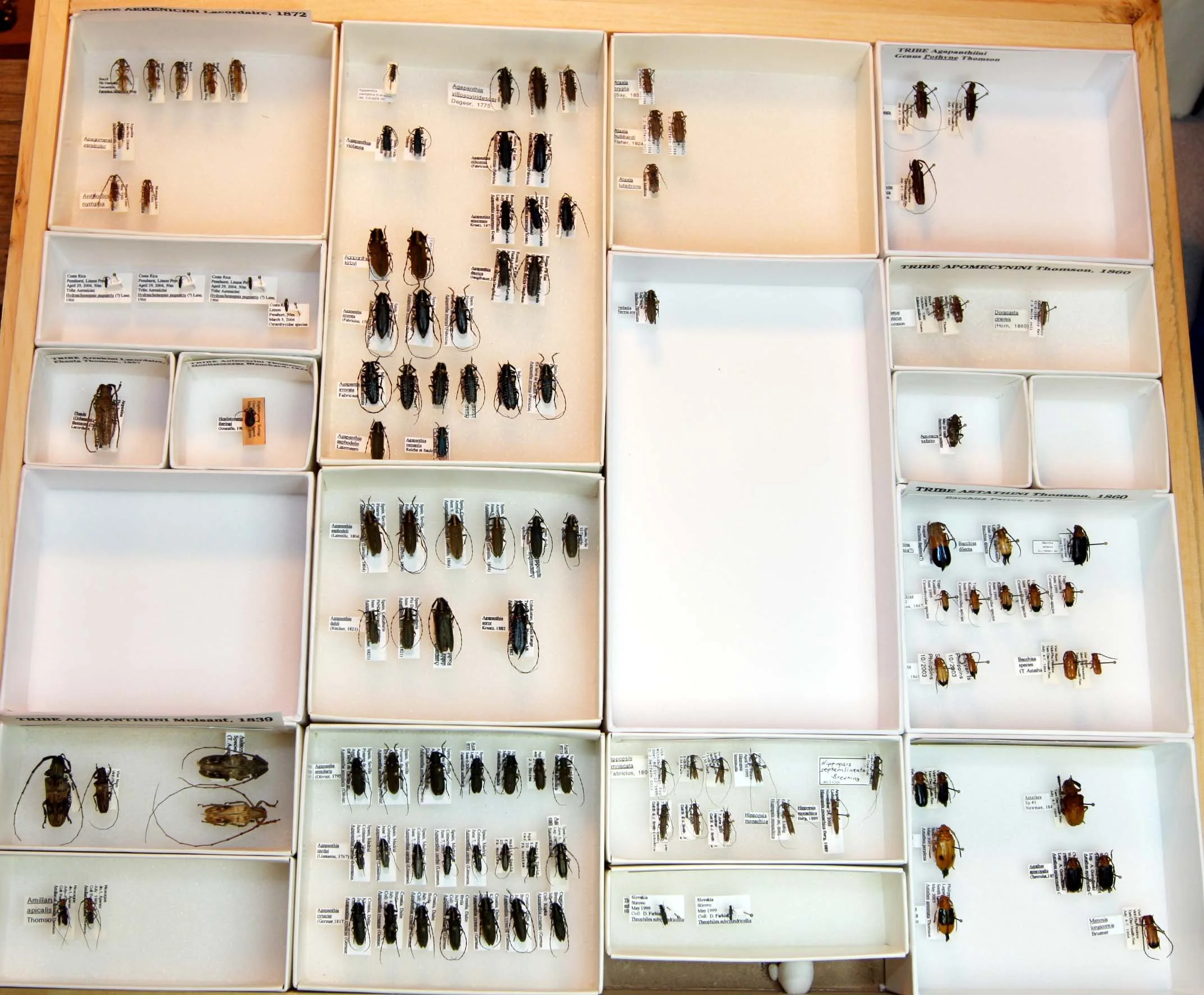 5 Lamiinae - Agapanthini.JPG