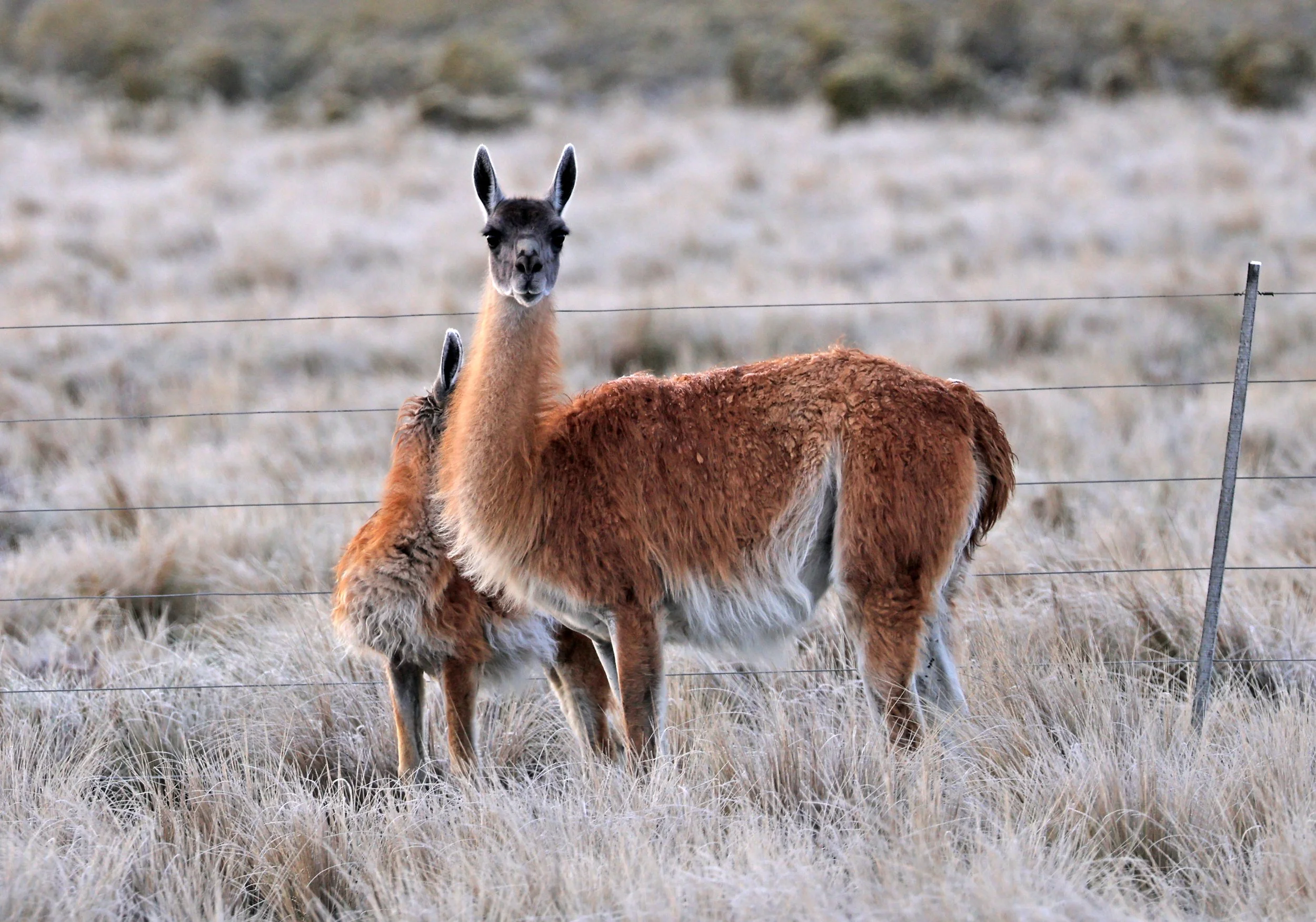 Guanaco (Lama guanicoe) Valdes Peninsula, Chubut Province, Argentina Day 2 (4).jpg