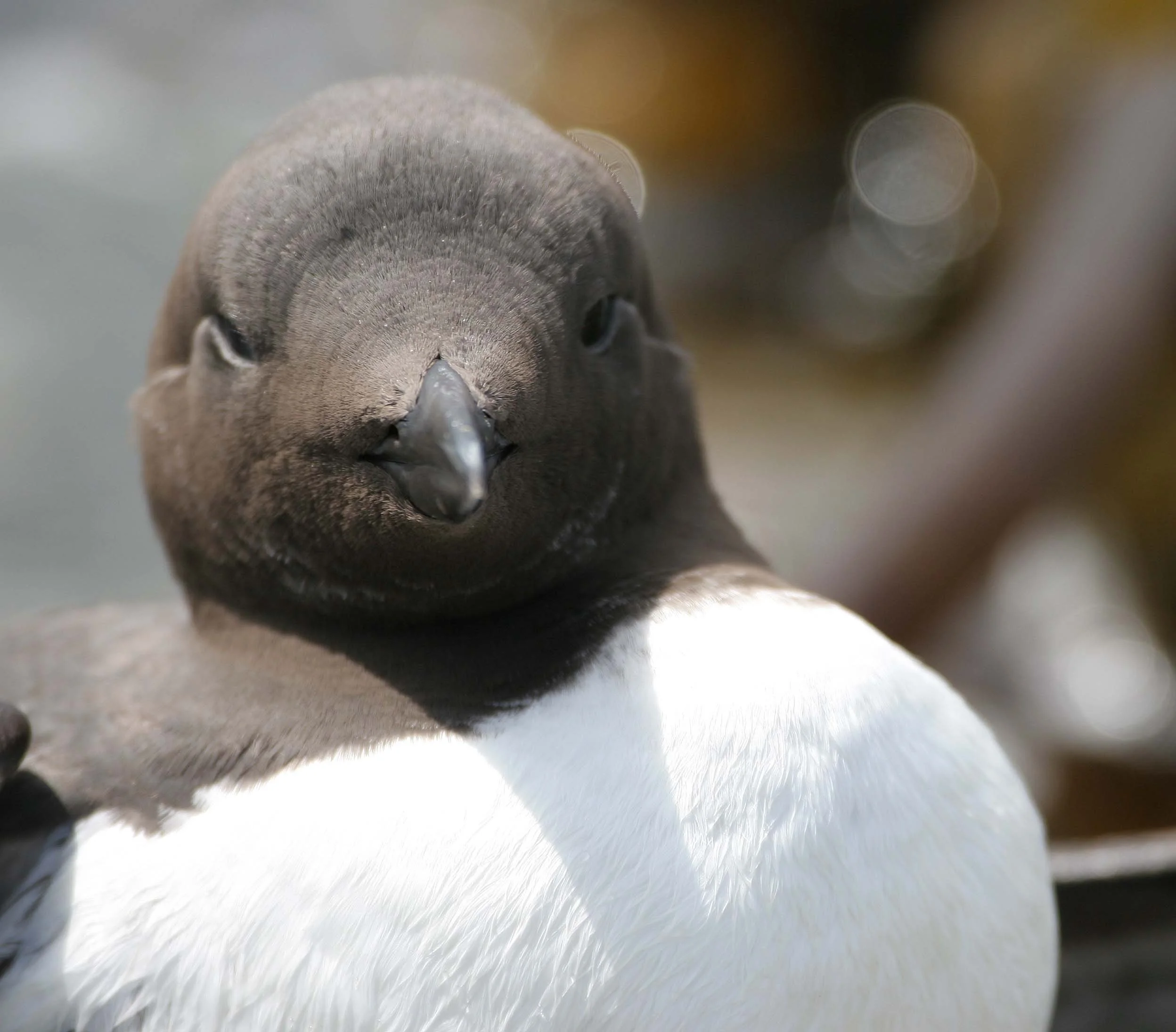 Uria aalge - COMMON MURRE - FRESHWATER BAY (9).jpg