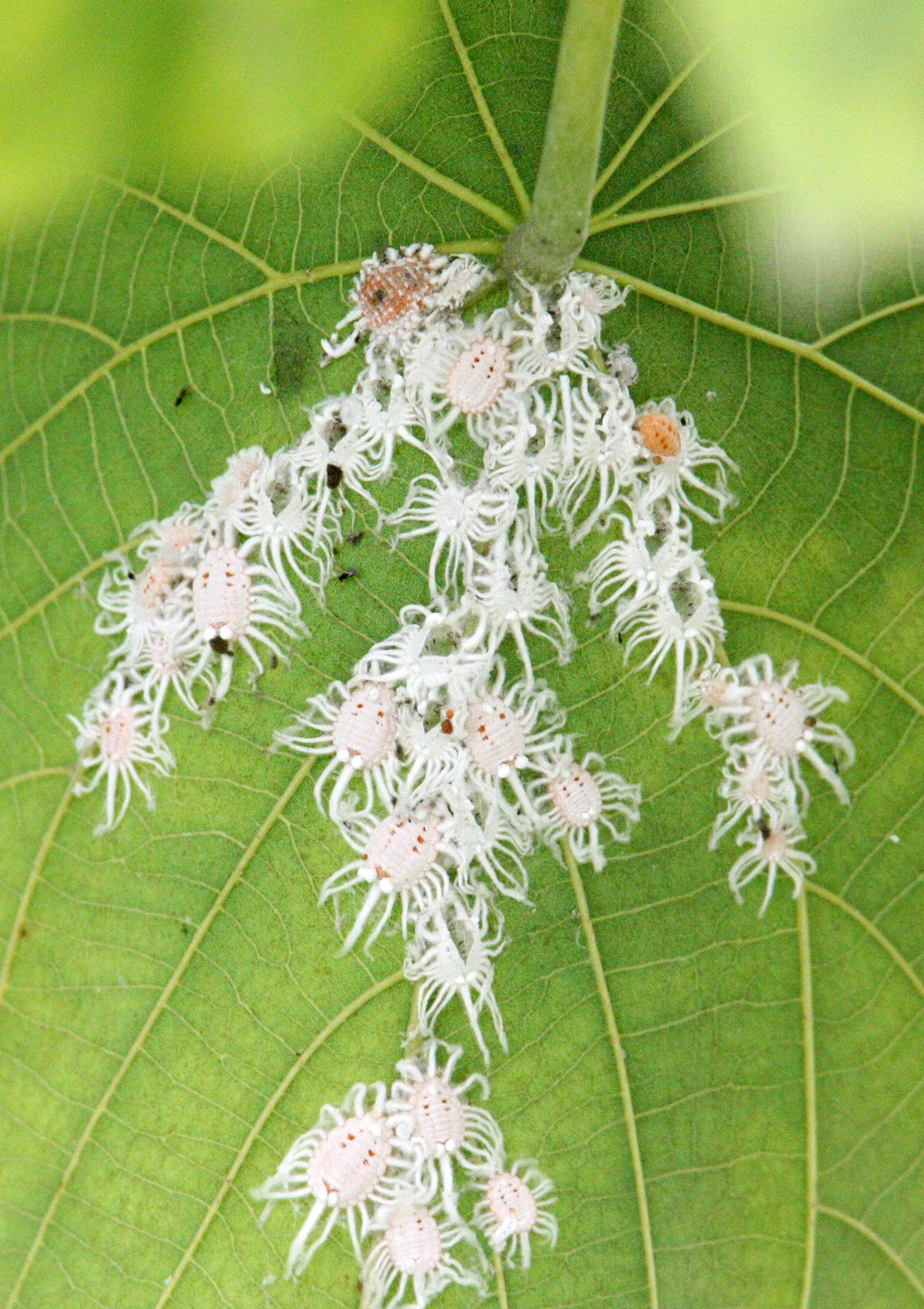 INVERT - HOMOPTERA - SCALE INSECTS - MAI PO WETLANDS HONG KONG (3).JPG