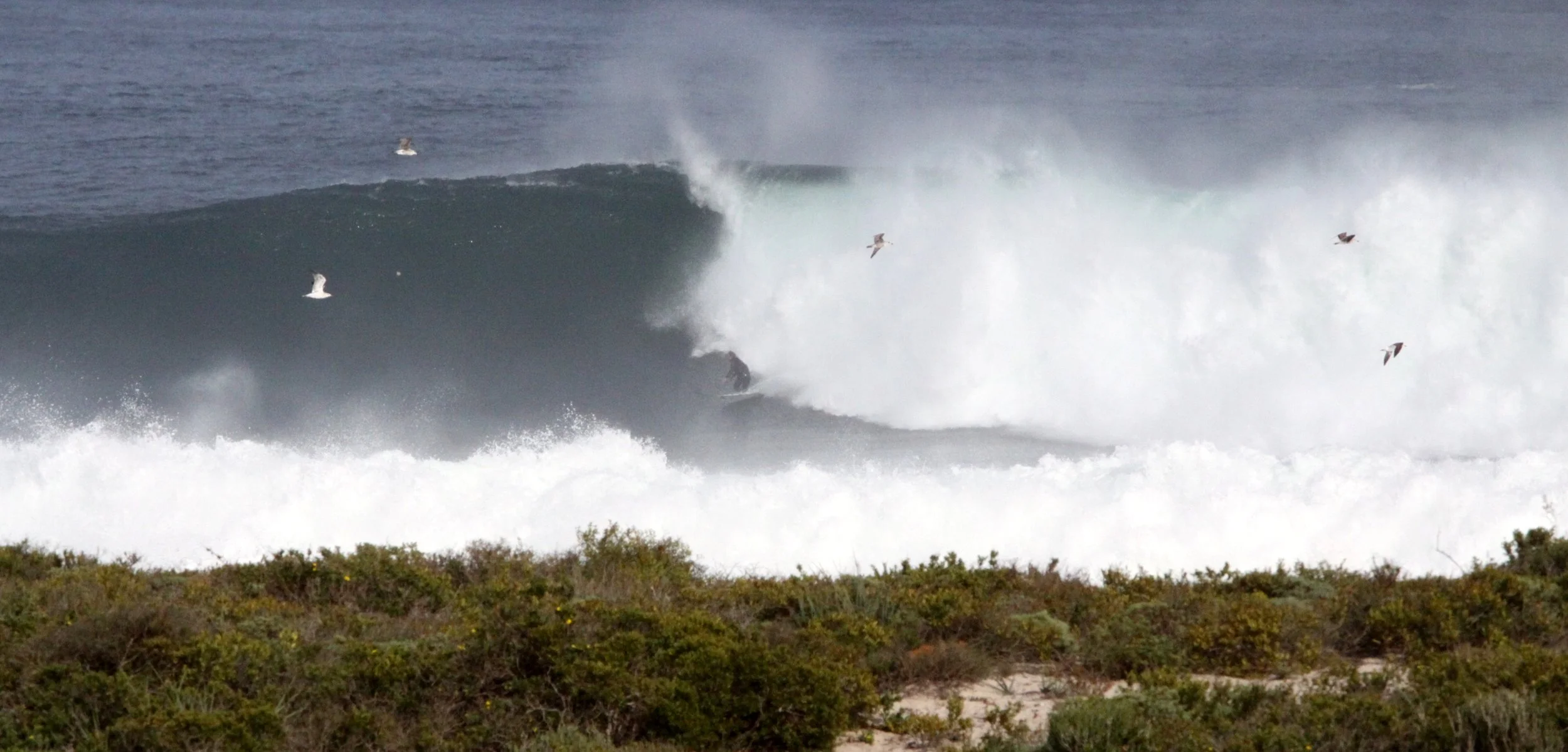 LAMBERT'S BAY SOUTH AFRICA - SURF'S UP! (26).JPG
