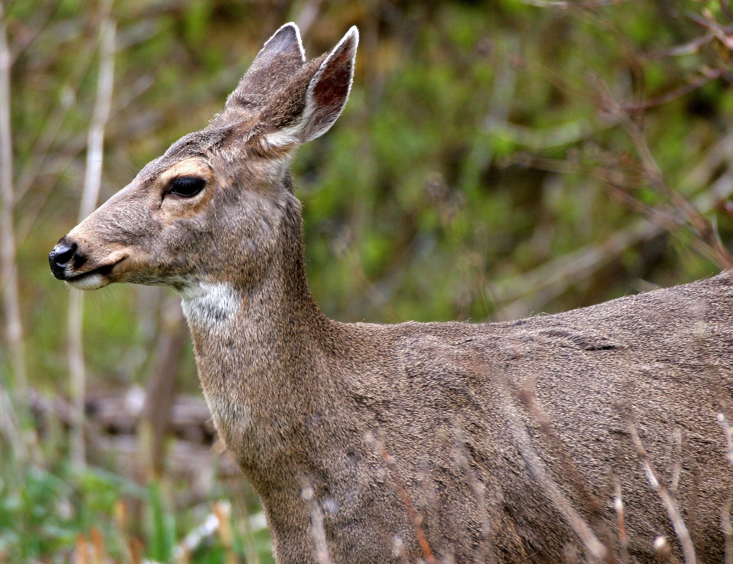CERVID - DEER - BLACK-TAIL DEER - ELWHA RIVER AREA.JPG
