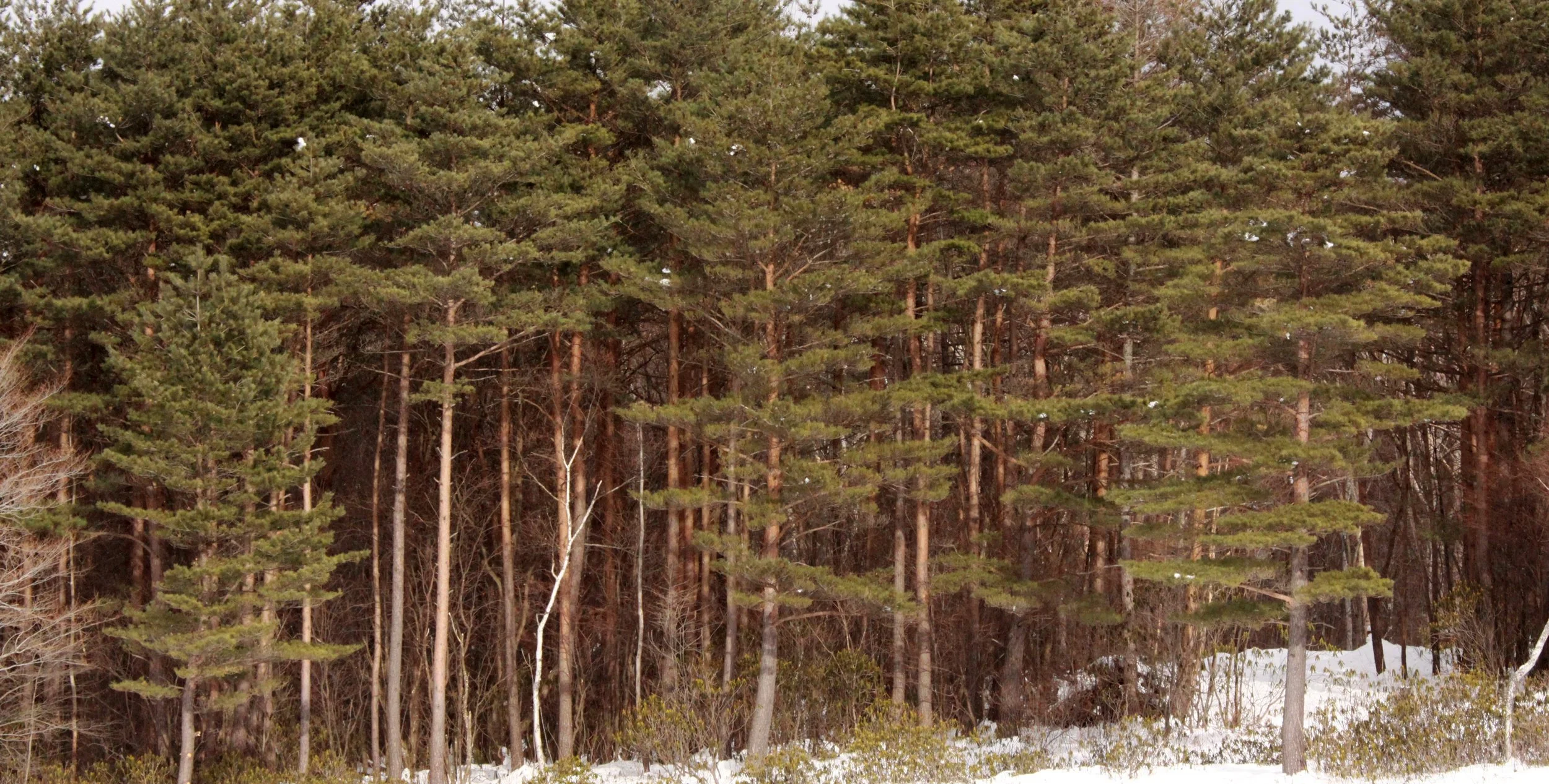 MOUNT ASAMA - JOSHIN'ETSUKOGEN NATIONAL PARK JAPAN (62).JPG