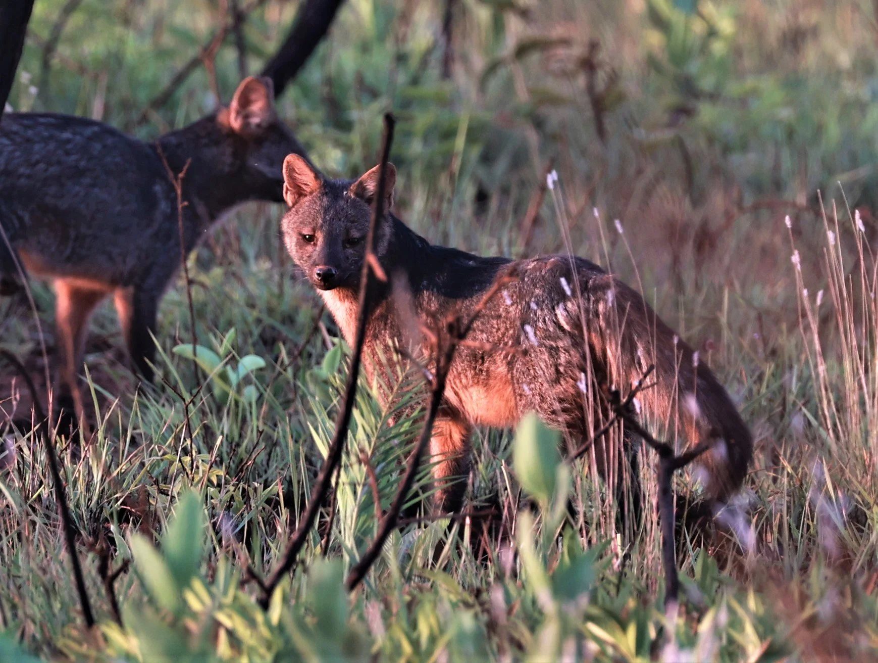 Cerdocyon thous - Crab-eating Fox - Emas National Park, Goias State, Brazil (24).jpg