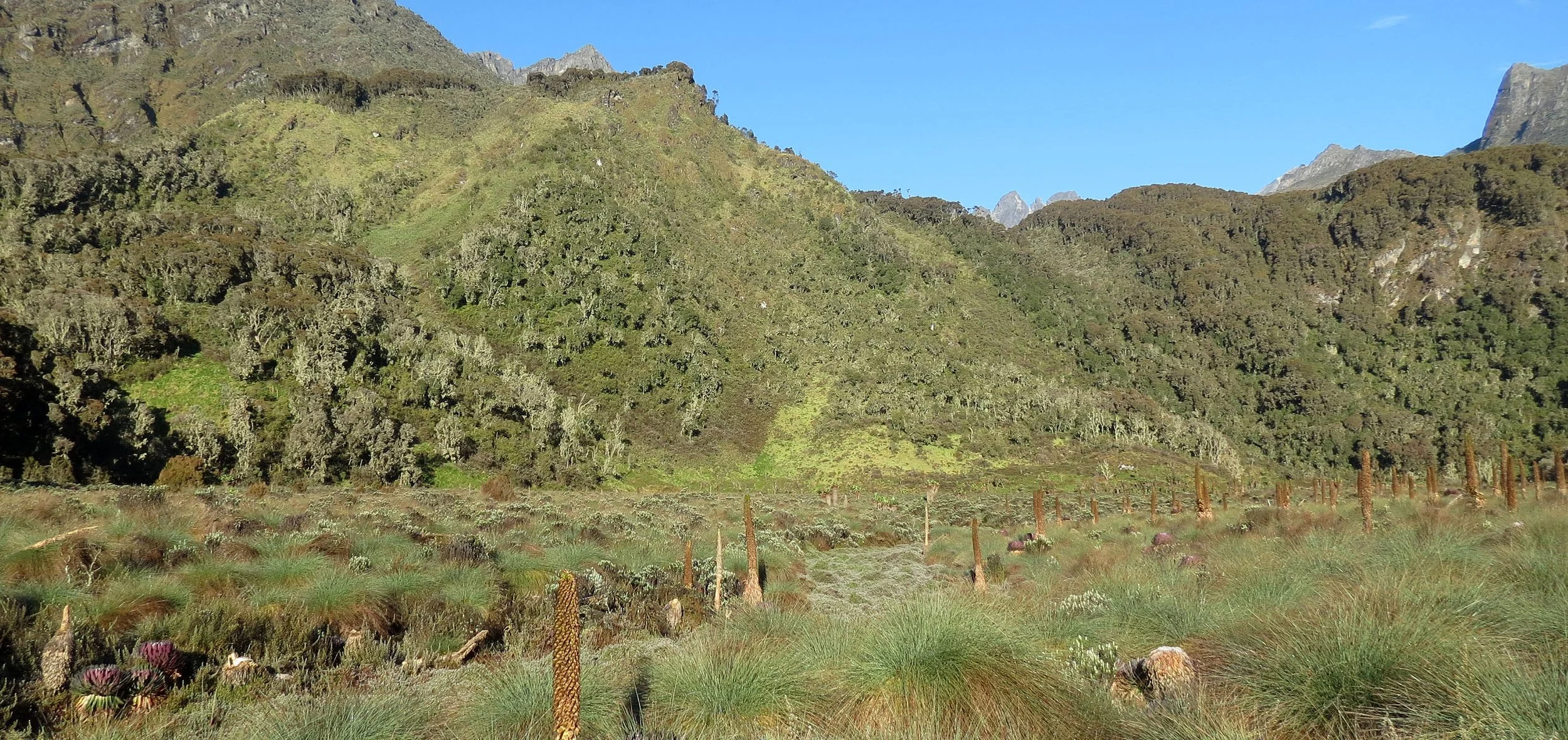 RWENZORI NATIONAL PARK UGANDA (259).JPG
