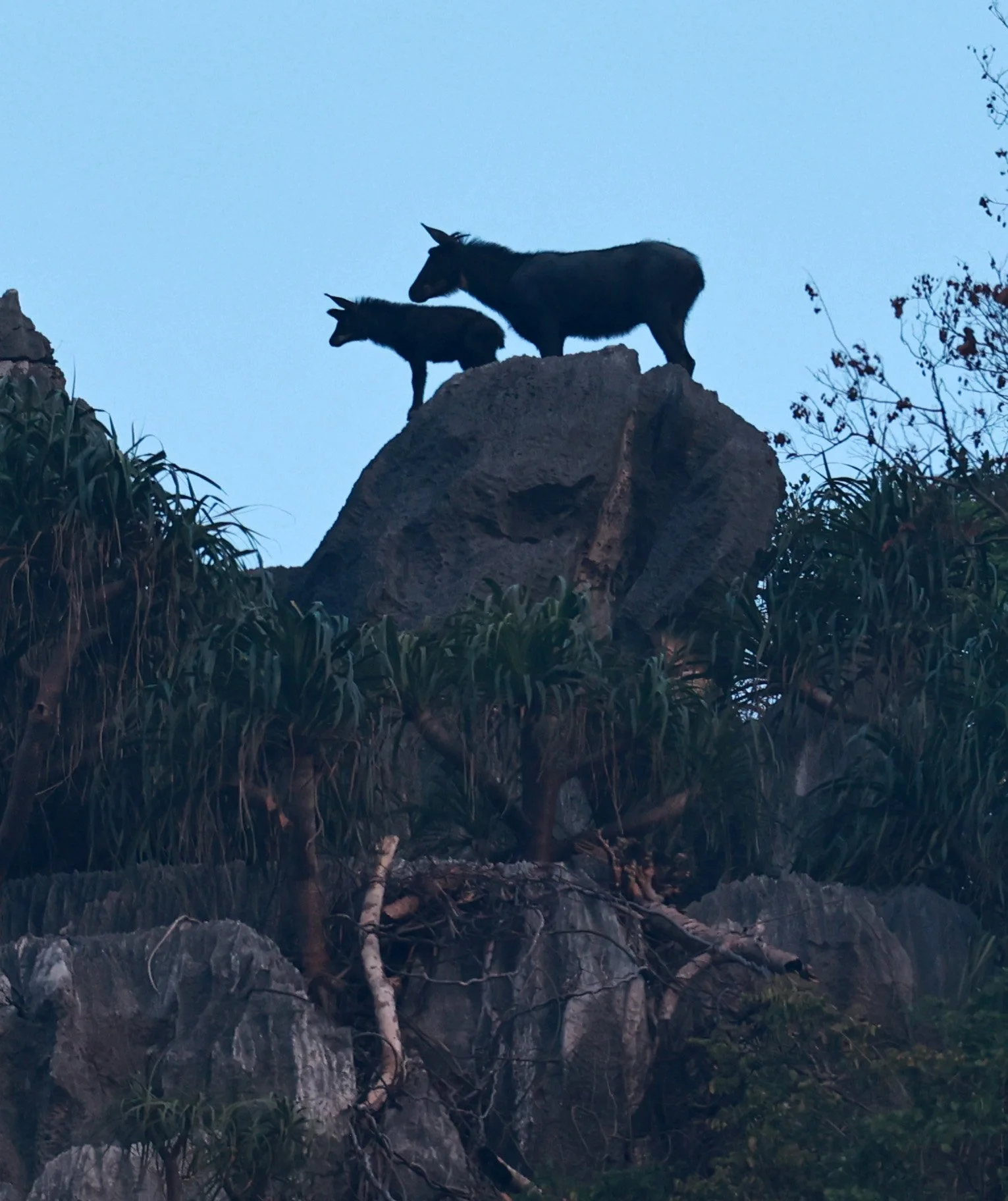 Indochinese Serow (Capricornis milneedwardsi maritimus) Pak Chong, Ban Tha Chang Spring (29).jpg