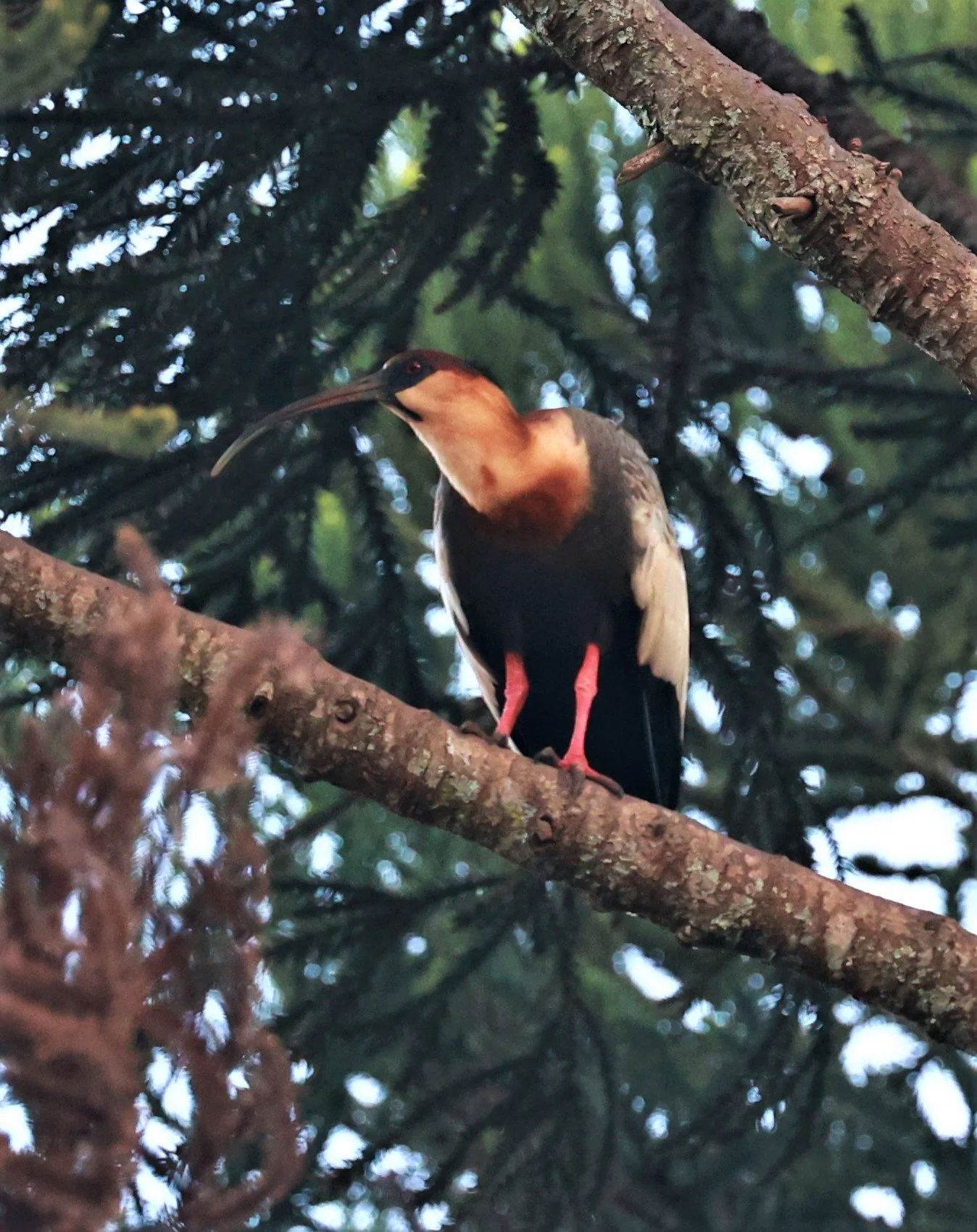 Ibis - Buff-necked Ibis - Theristicus caudatus - Fazenda Garibaldi, Sao Paulo State (9).jpg