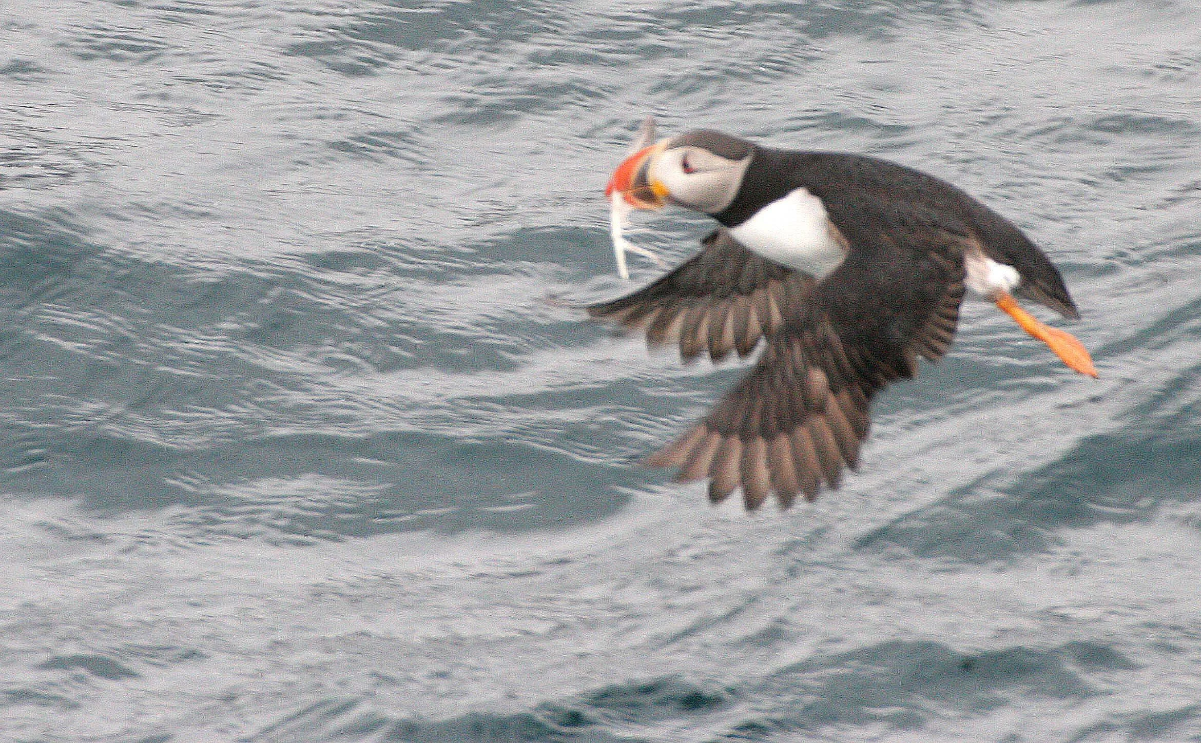 Fratercula arctica - ATLANTIC PUFFIN - SVALBARD (20).jpg