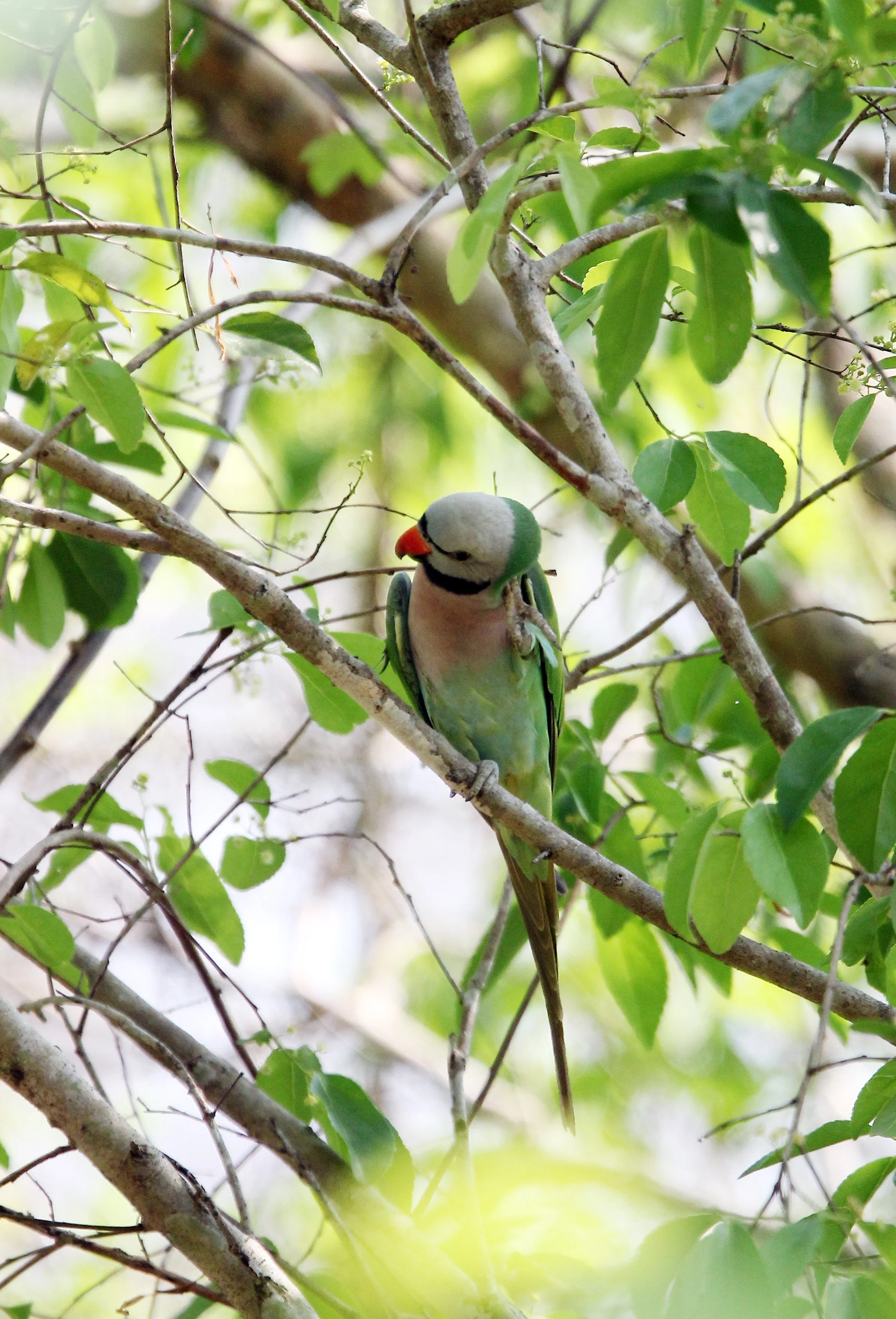 BIRD - PARAKEET - RED-BREASTED PARAKEET - KHAO BAN DAI - HUAI KHA KHAENG NATURE RESERVE - THAILAND (1).JPG