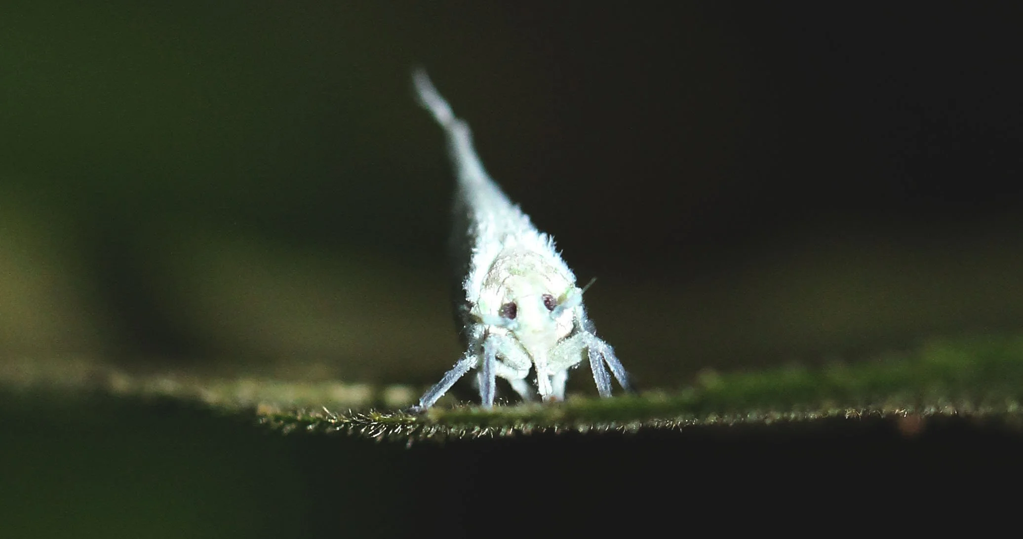 Phromnia sp. - Flatid Nymphs - Koh Lanta, Thailand