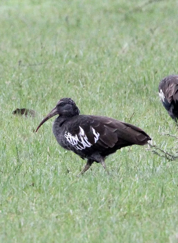 IBIS - WATTLED IBIS - Bostrychia carunculata - LANGANO LAKE ETHIOPIA (4).JPG