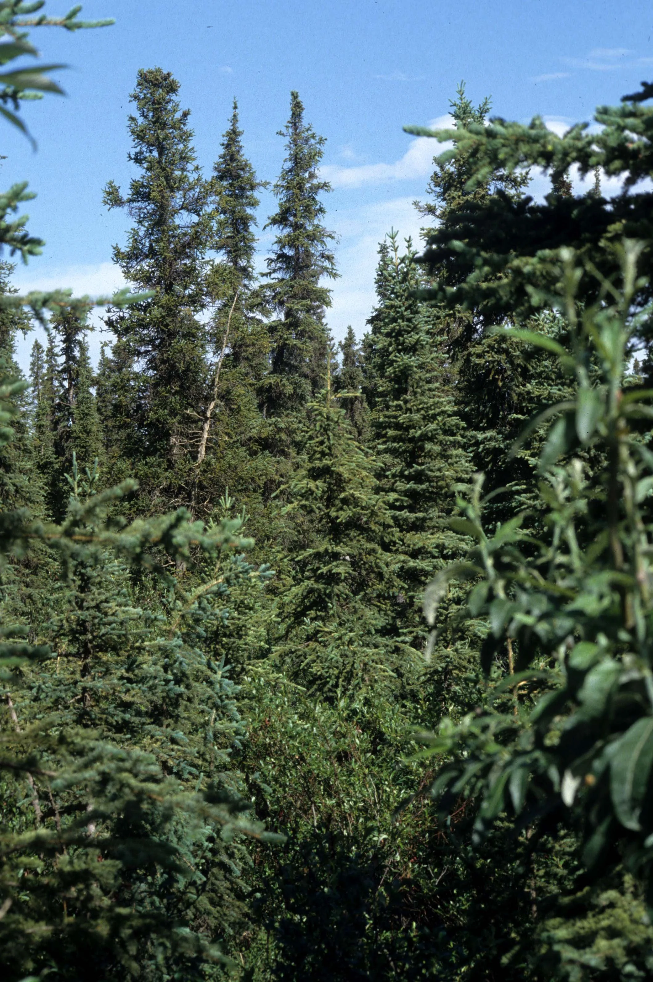ALASKA - BLACK FIR FORESET.jpg