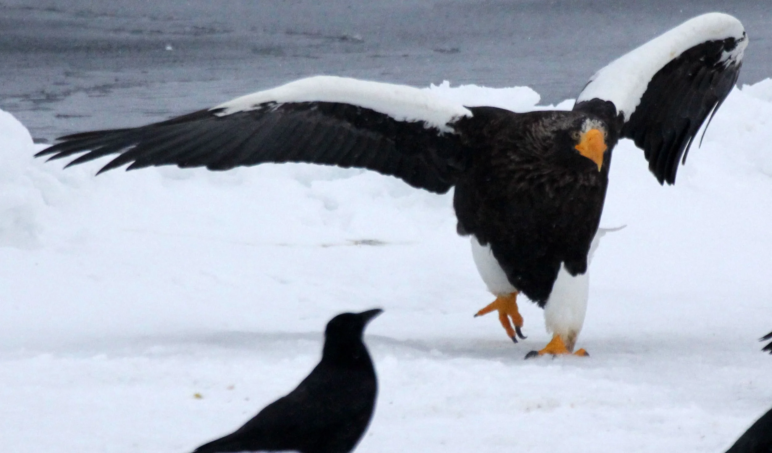 BIRD - EAGLE - STELLER'S SEA EAGLE - RAUSU, SHIRETOKO PENINSULA & NATIONAL PARK - HOKKAIDO JAPAN (46).JPG