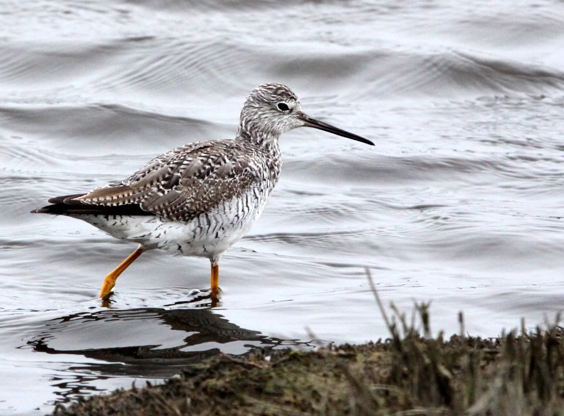 BIRD - WILLET - ARCATA MARSH CALIFORNIA (28).JPG