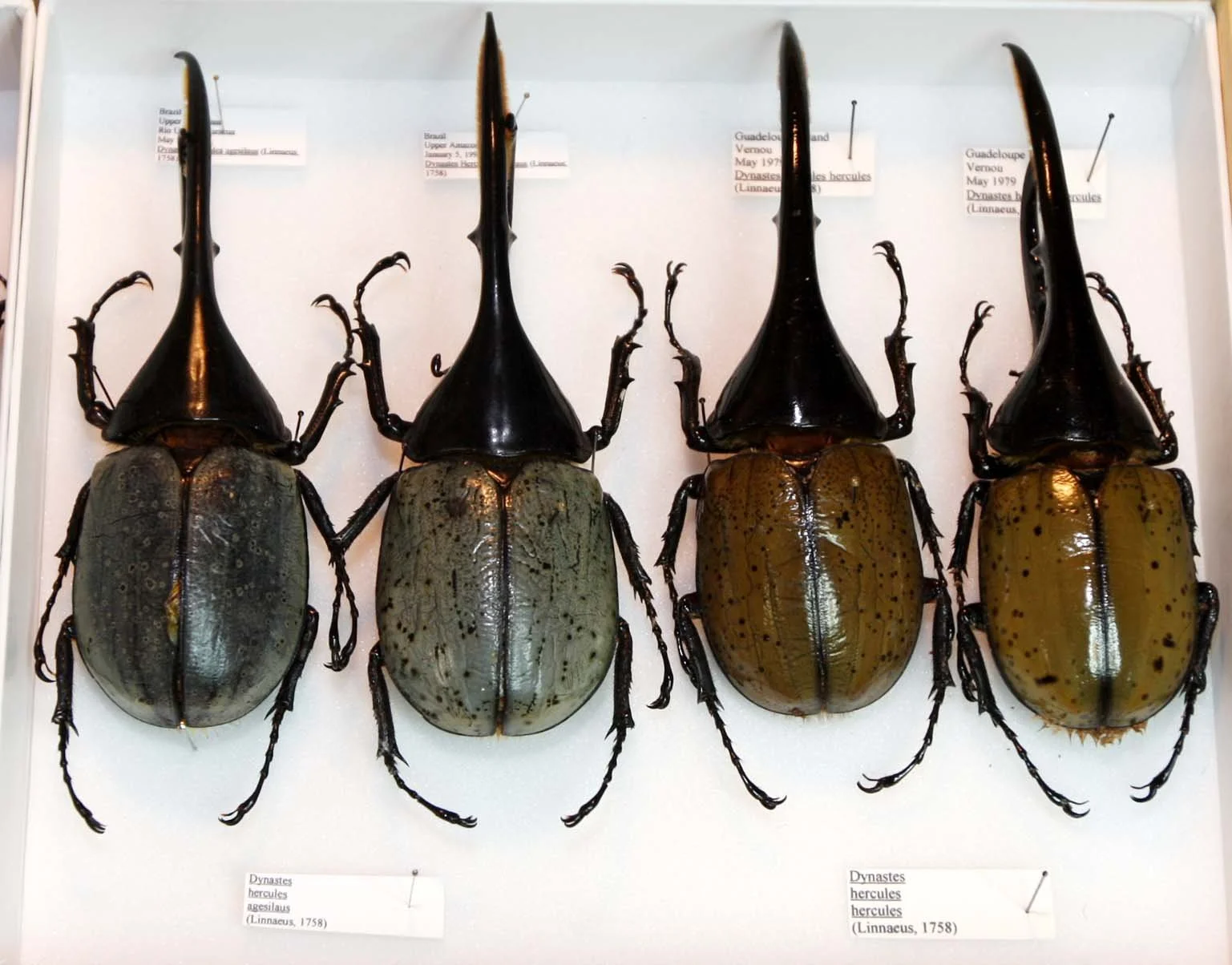 Dynastes hercules.JPG