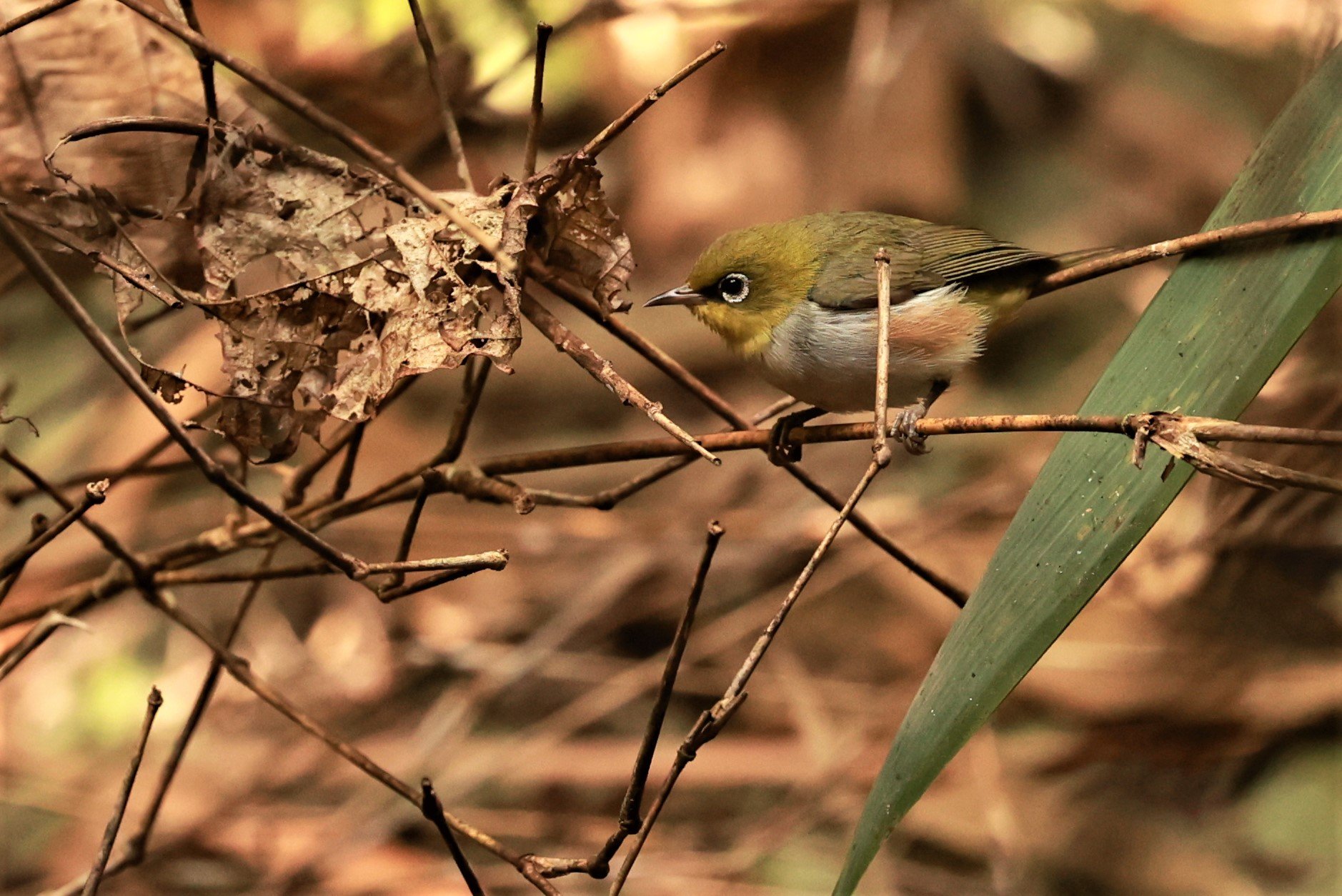 Chestnut-flanked White-eye (Zosterops erythropleurus) Phu Suan Sai NP, Loei Province Thailand (6).jpg