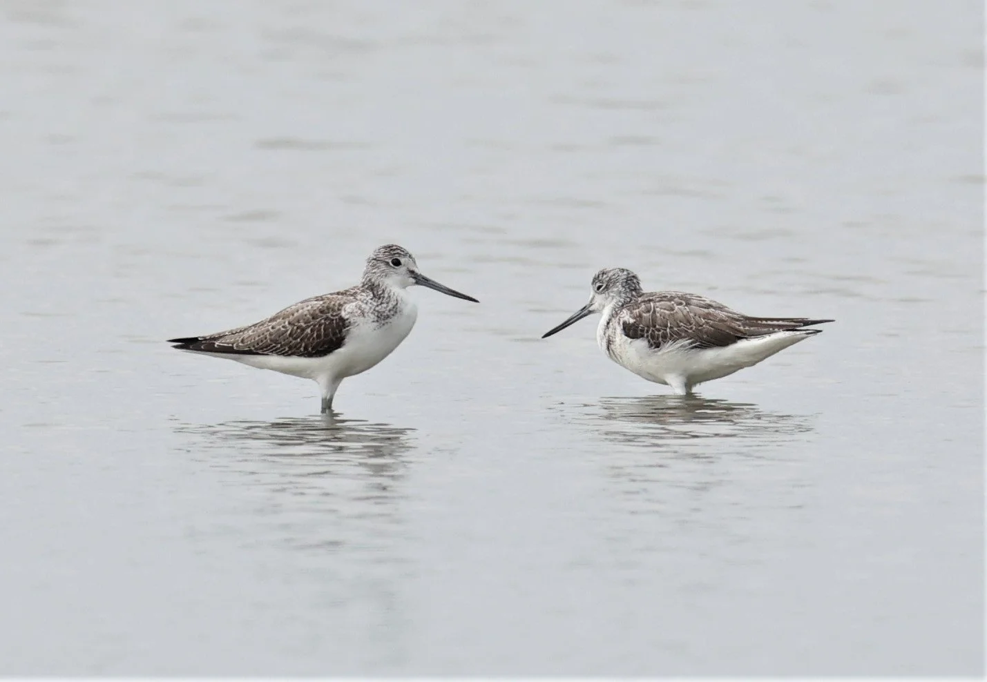 GREENSHANK - COMMON GREENSHANK - Tringa nebularia - BANG PAKONG SALT PANS CHACHOENGSAO WEST OF RIVER 14 NOV 2021 (5).jpg