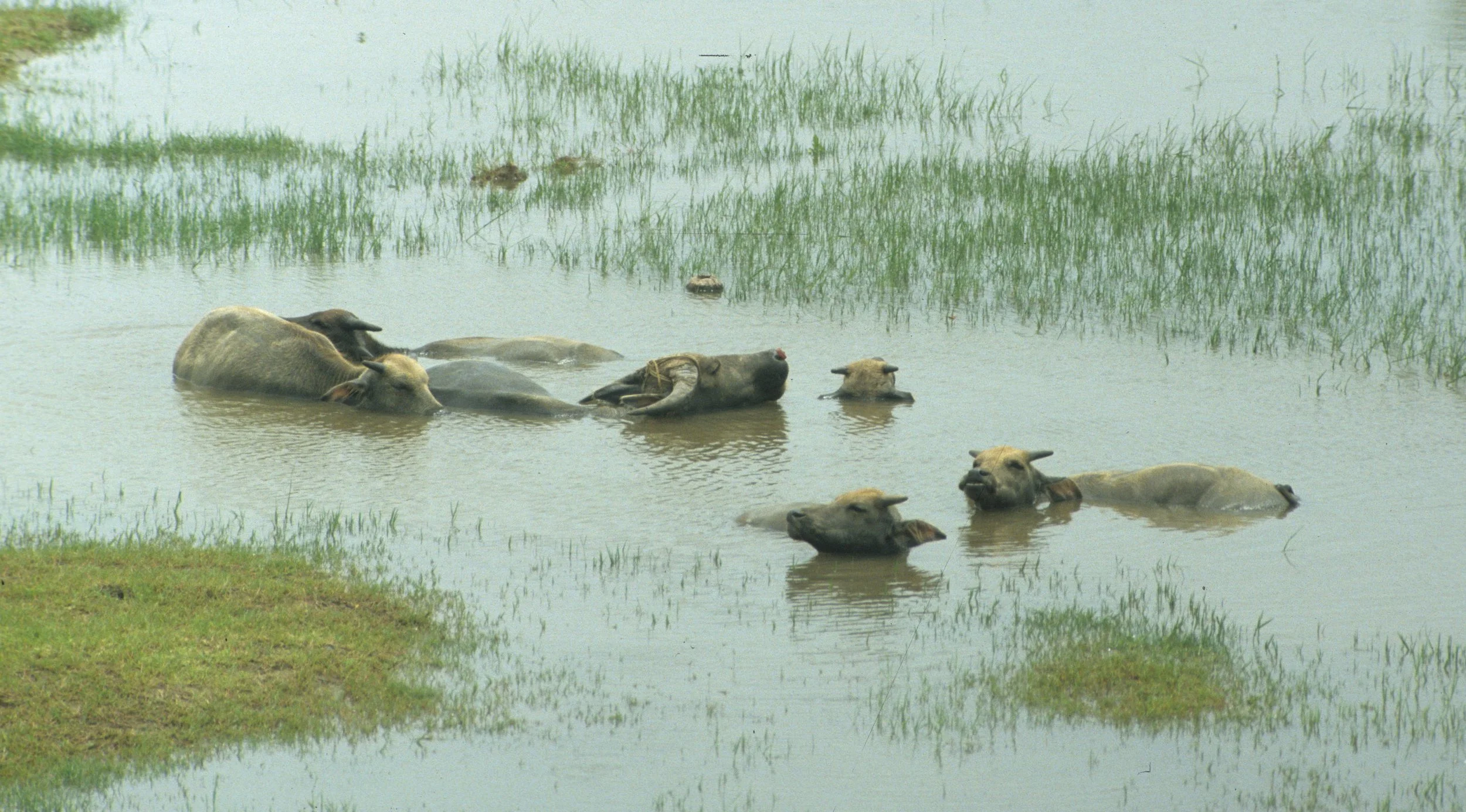BOVID - WATER BUFFALO - VINH REGION VIET NAM.jpg