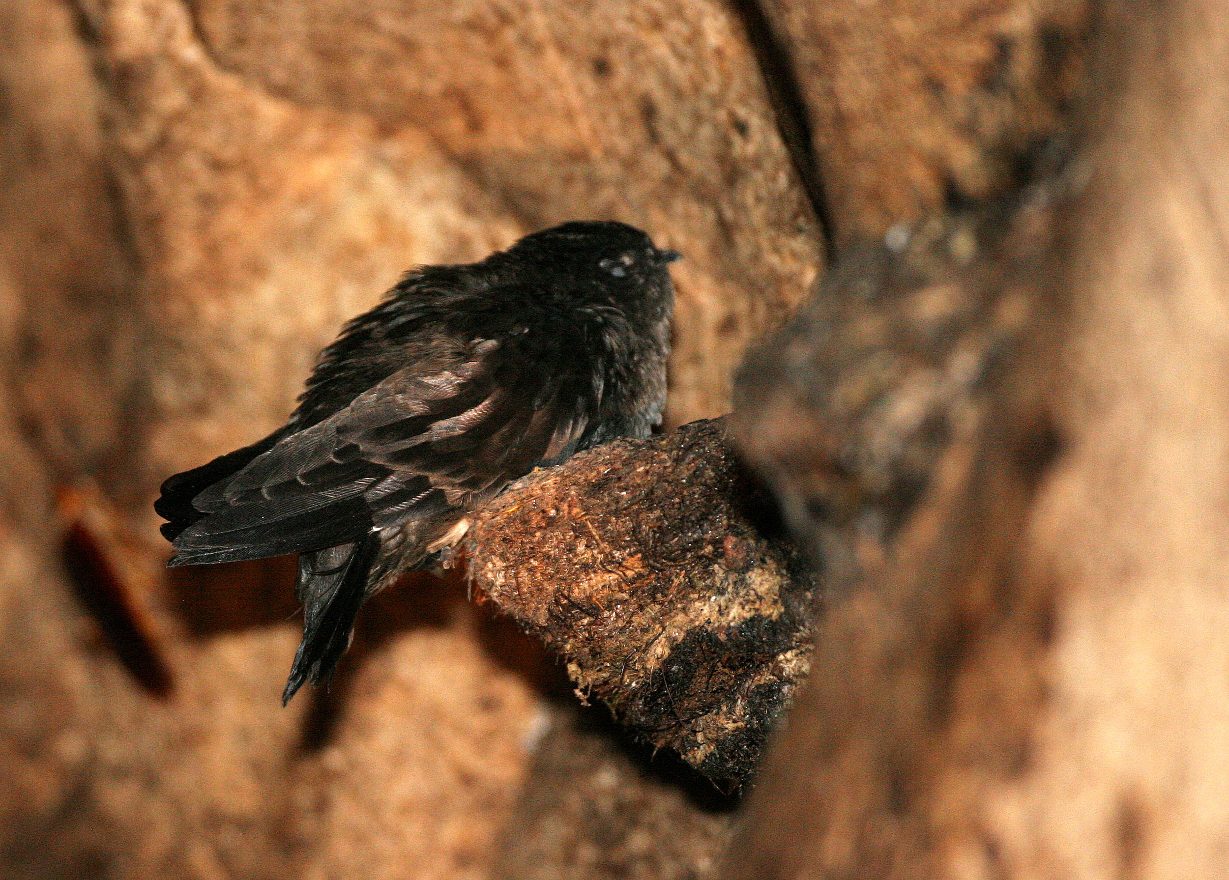 Black-nest Swiftlet (Collocalia maxima) Gamontong Caves Borneo (3).JPG