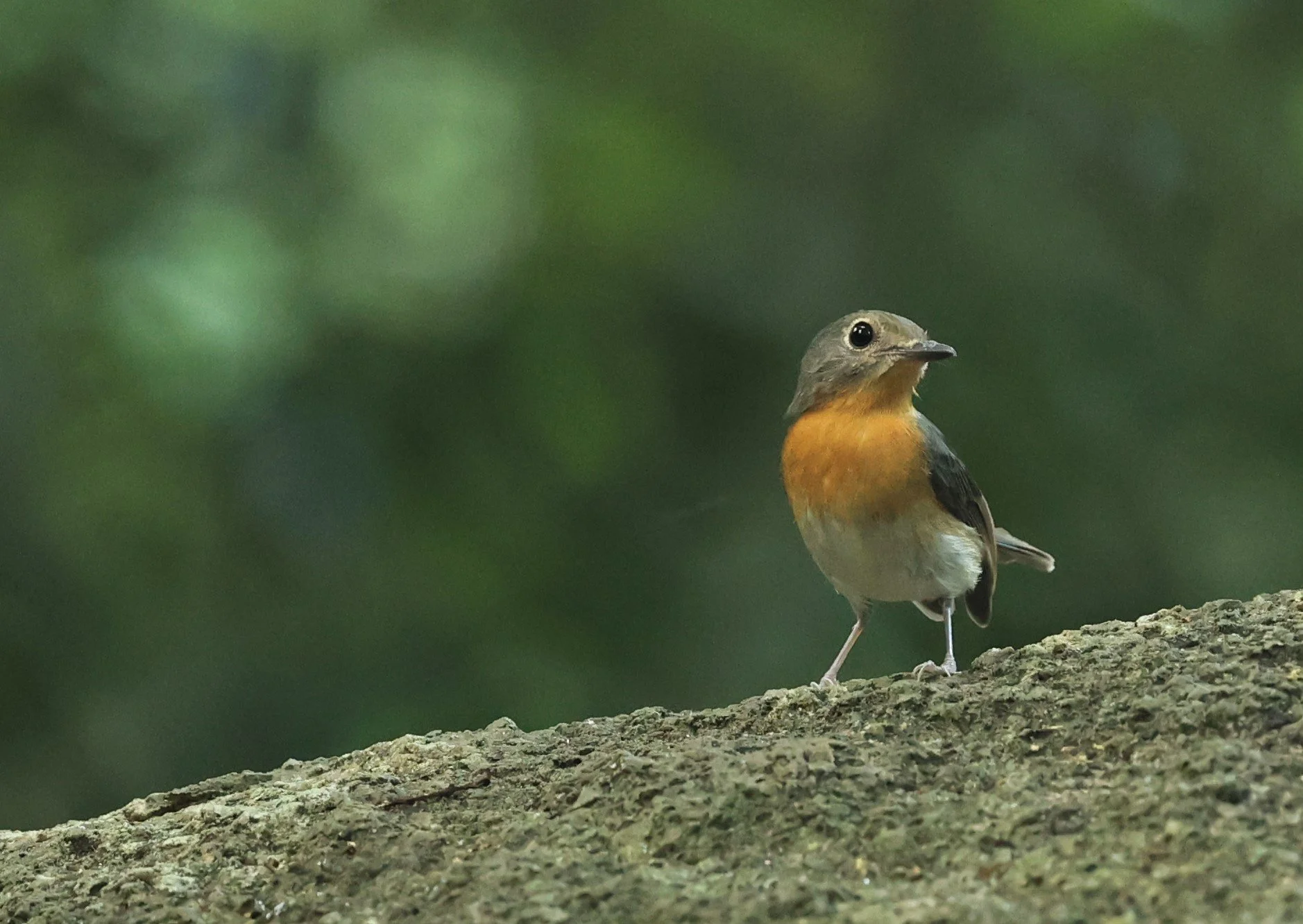 FLYCATCHER - INDOCHINESE BLUE-FLYCATCHER - Cyornis sumatrensis - WAT THAM PRATHUM CHONBURI OCT 2022 (8).jpg