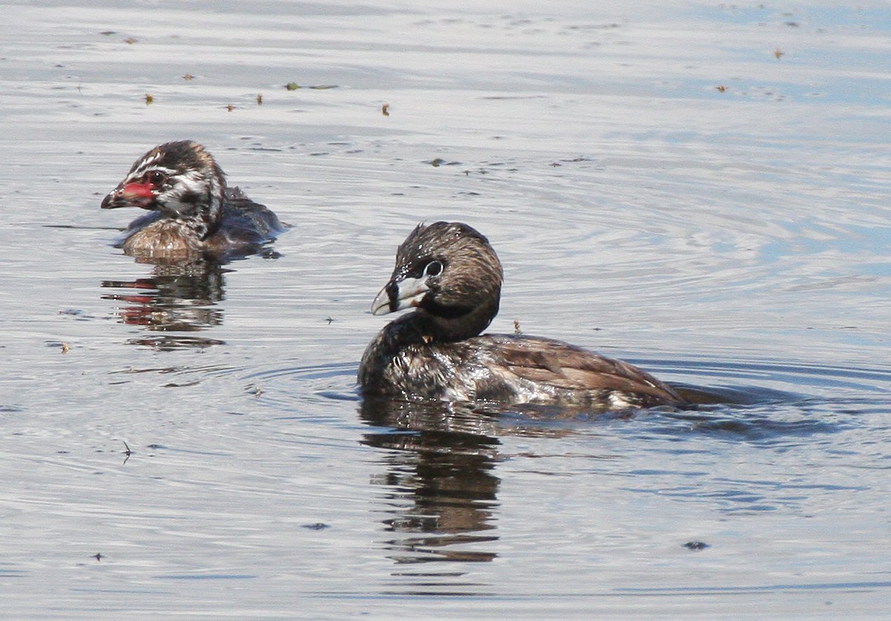 Pied-billed Grebe (Podilymbus podiceps) Ridgefield NWR Washington (40).JPG