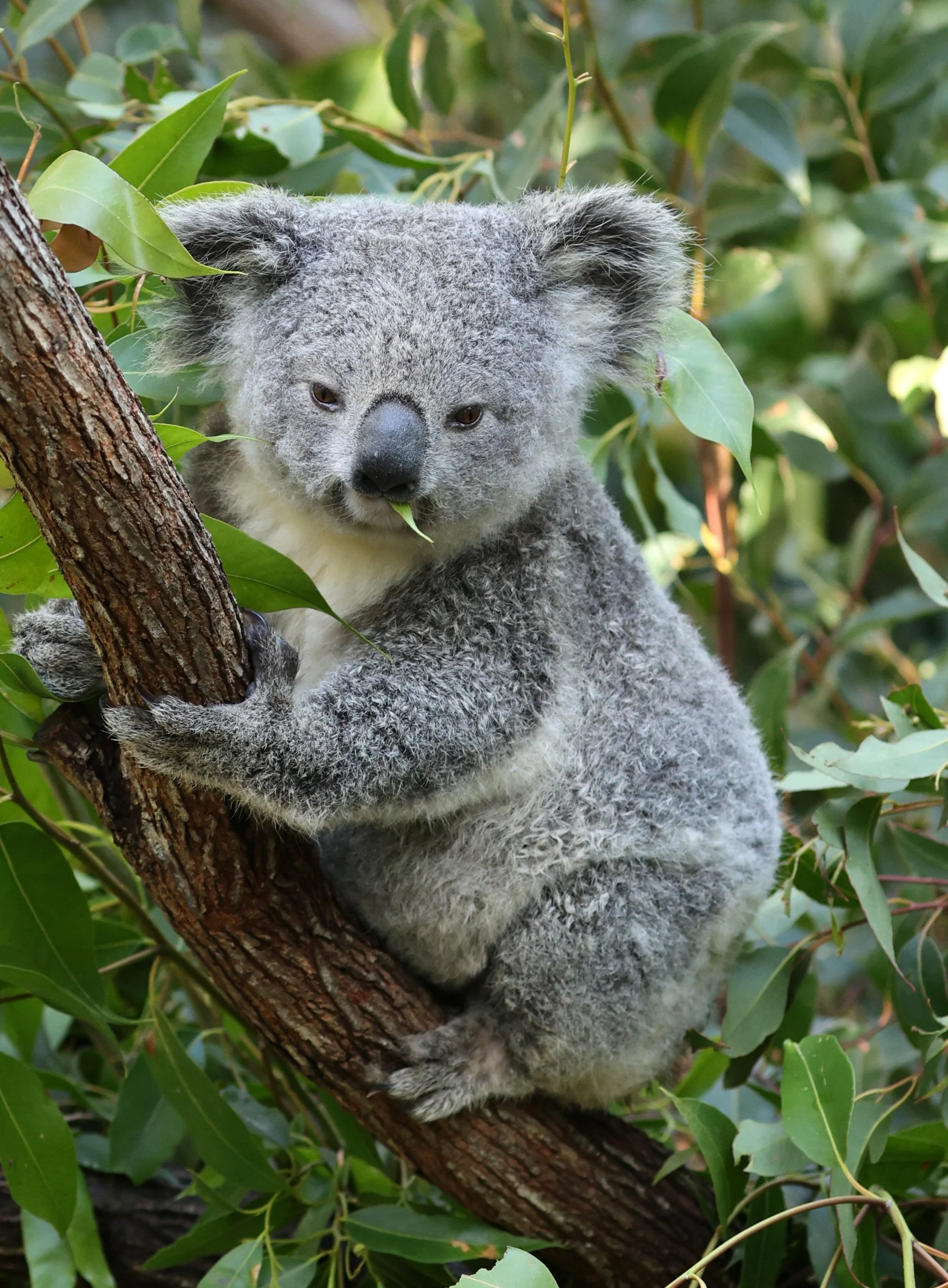 Queensland Koala (Phascolarctos cinereus adustus) Koala Trail Road and Locations South of Brisbane - Queensland