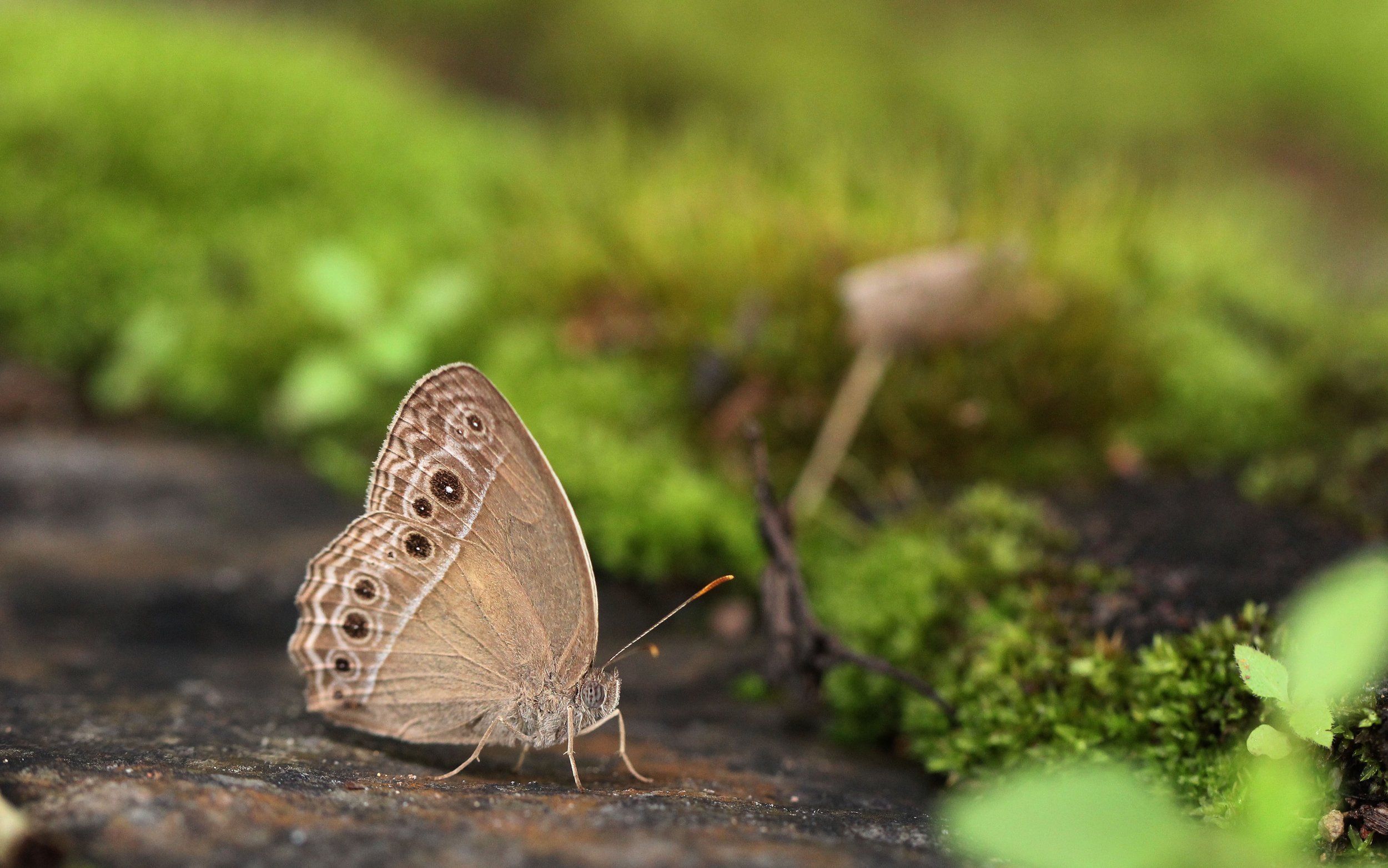 Satyridae - Mycalesis intermedia - Khao Yai NP, Thailand 