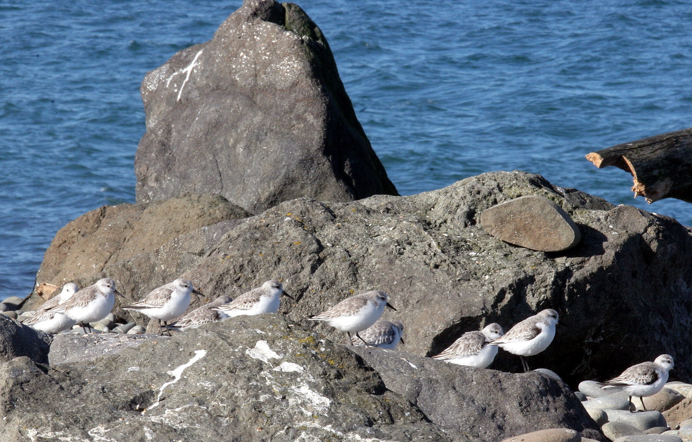BIRD - SANDERLINGS - EDIZ HOOK PA HARBOR (34).jpg