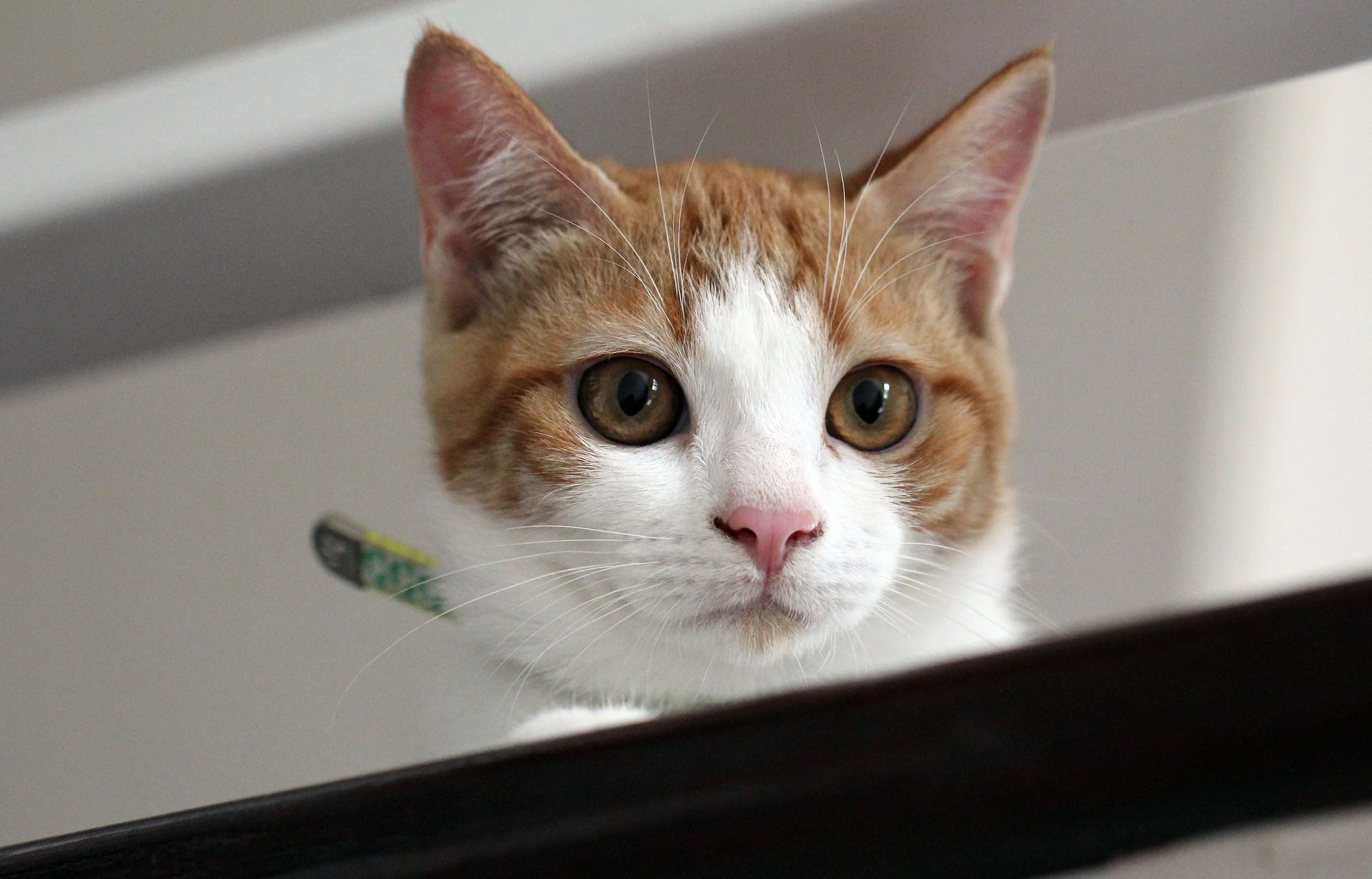 2015 Cats - Ukura & Jean Luc (12).JPG