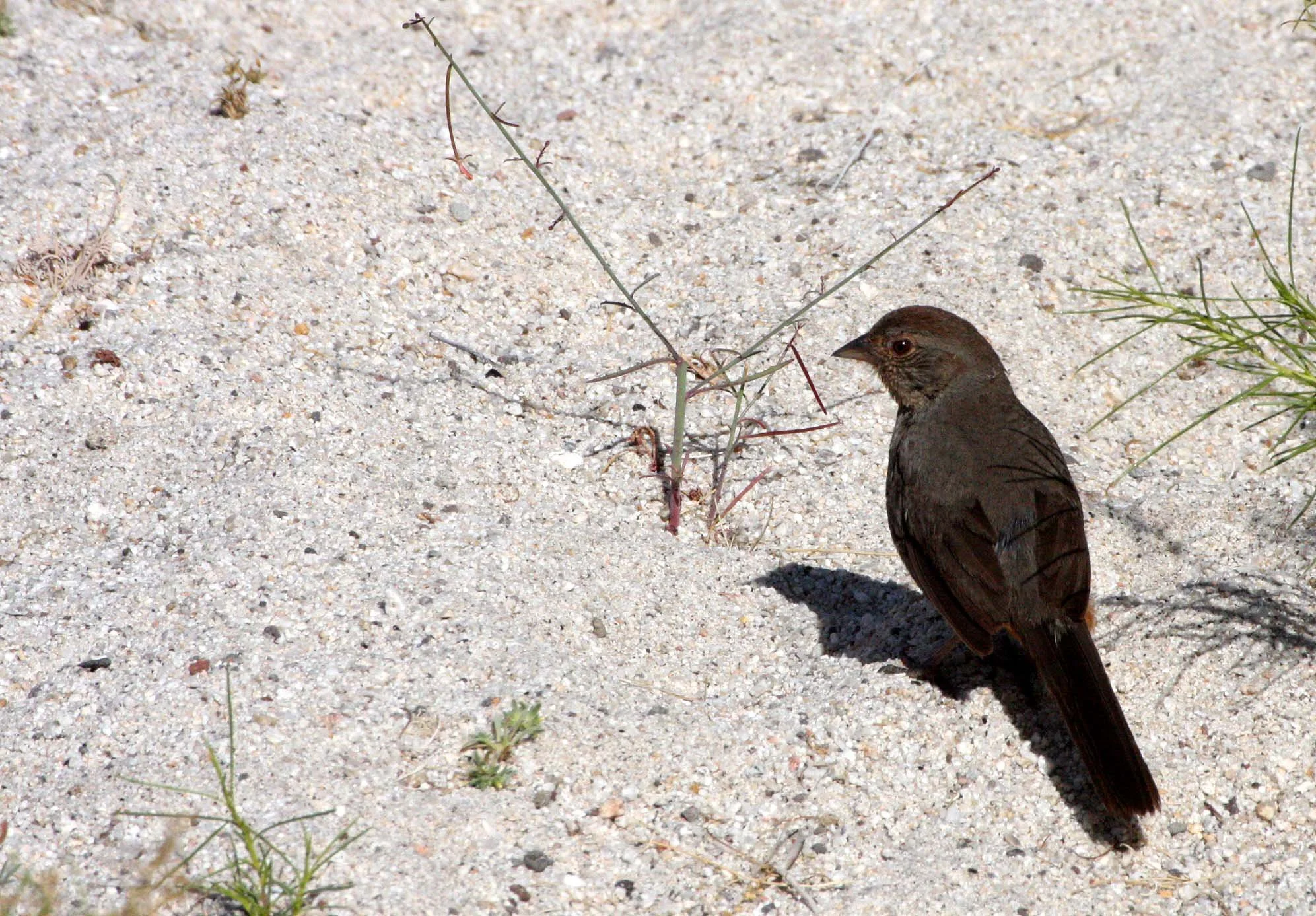 California Towhee (Pipilo crissalis) Catavina Desert Baja Mexico (5).JPG