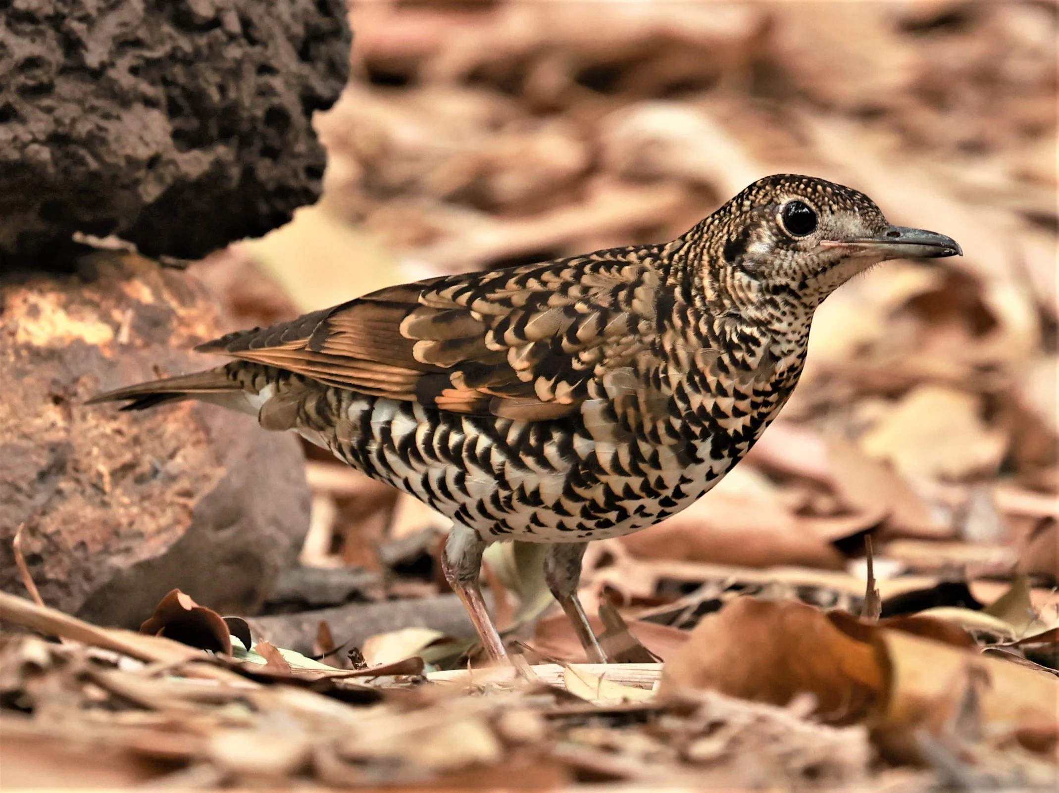 White's Thrush (Zoothera aurea) Putthamonthon Park Nakhon Pathom Thailand (7).jpg