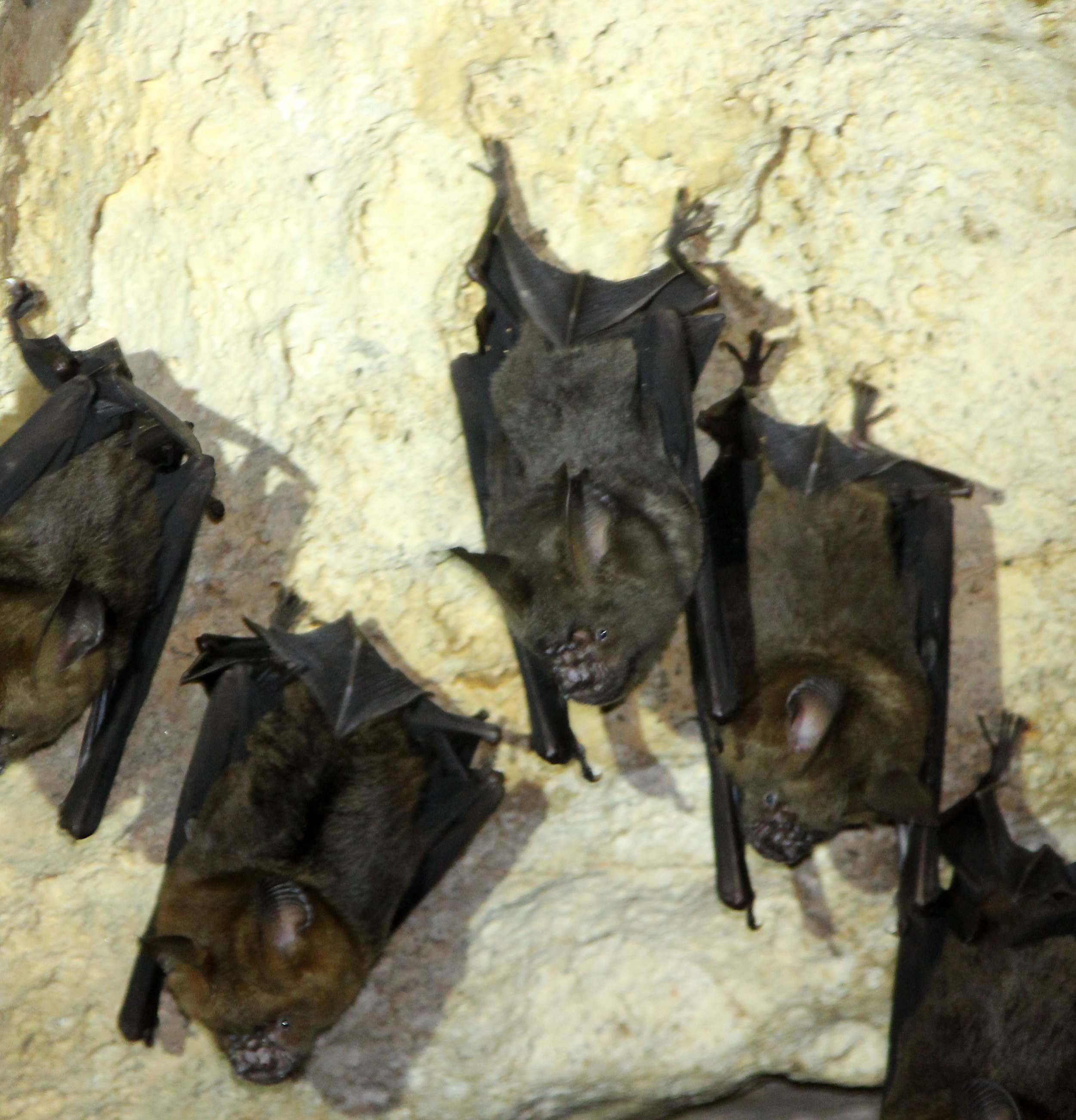Hipposideros armiger - GREAT ROUNDLEAF BAT - PHI THA KHON TEMPLE LOEI (36).JPG