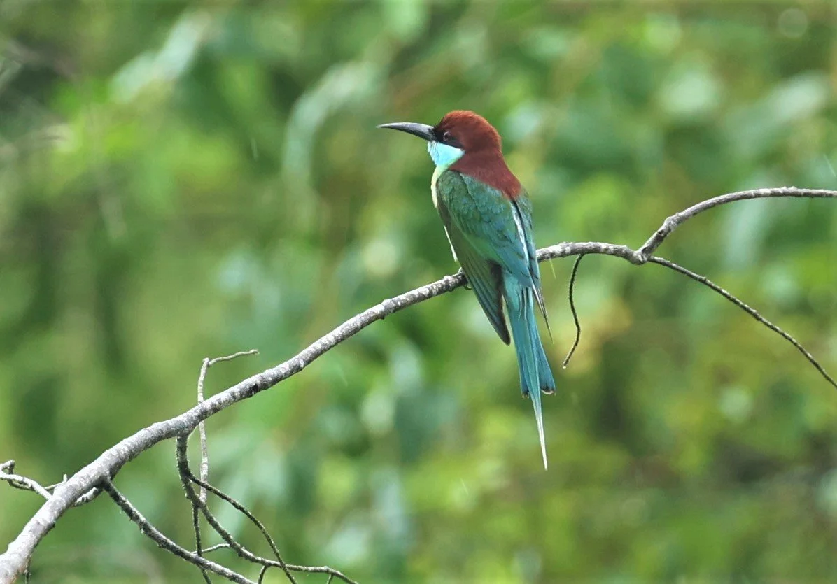 BEE-EATER - BLUE-THROATED BEE-EATER - Merops viridis - PAK PHAYUN DISTRICT, PATTHALUNG APRIL 2022 (3).jpg
