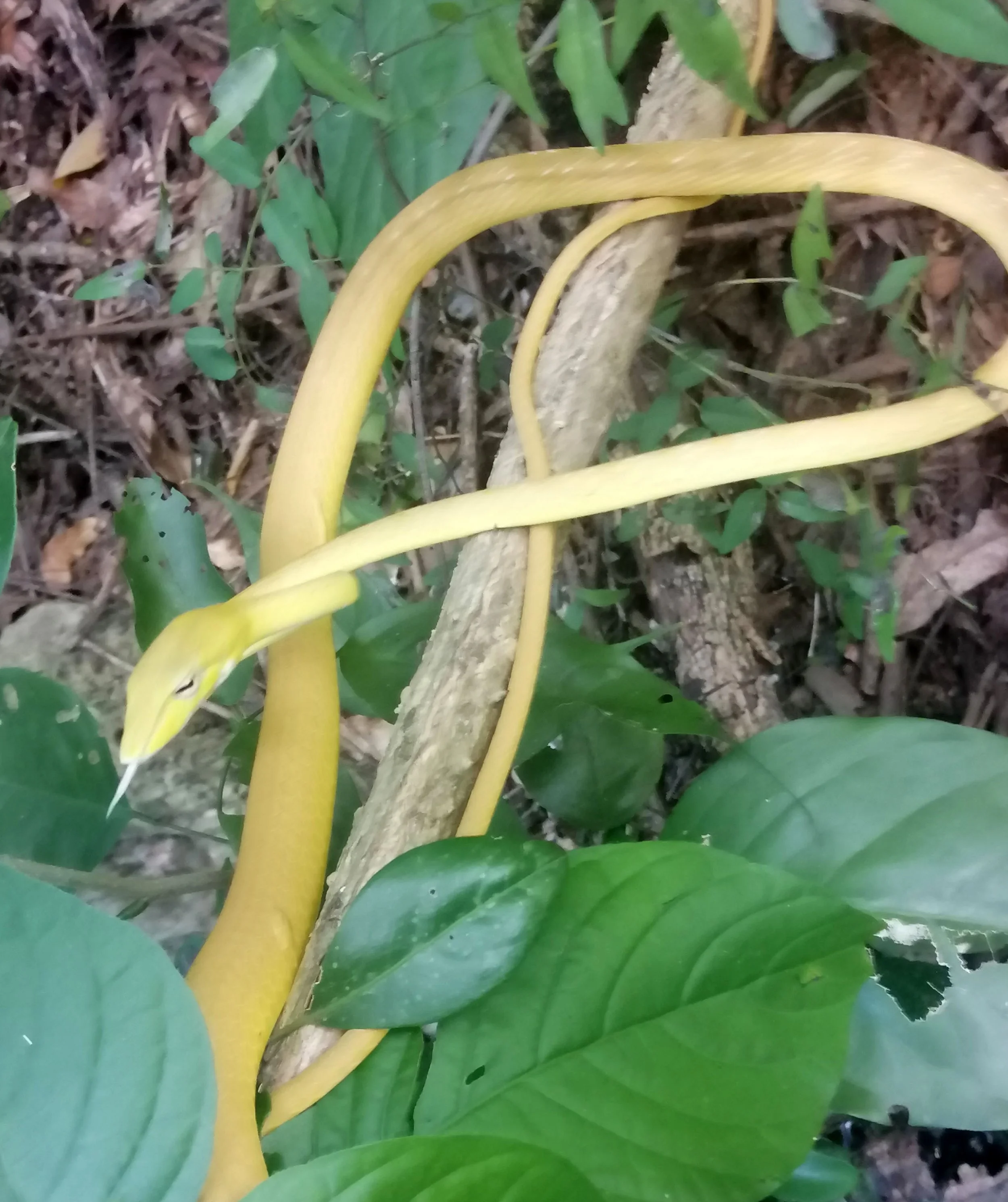 Asian Vine Snake (Ahaetulla prasina), also known as an Oriental Whip Snake at Erawan Falls NP