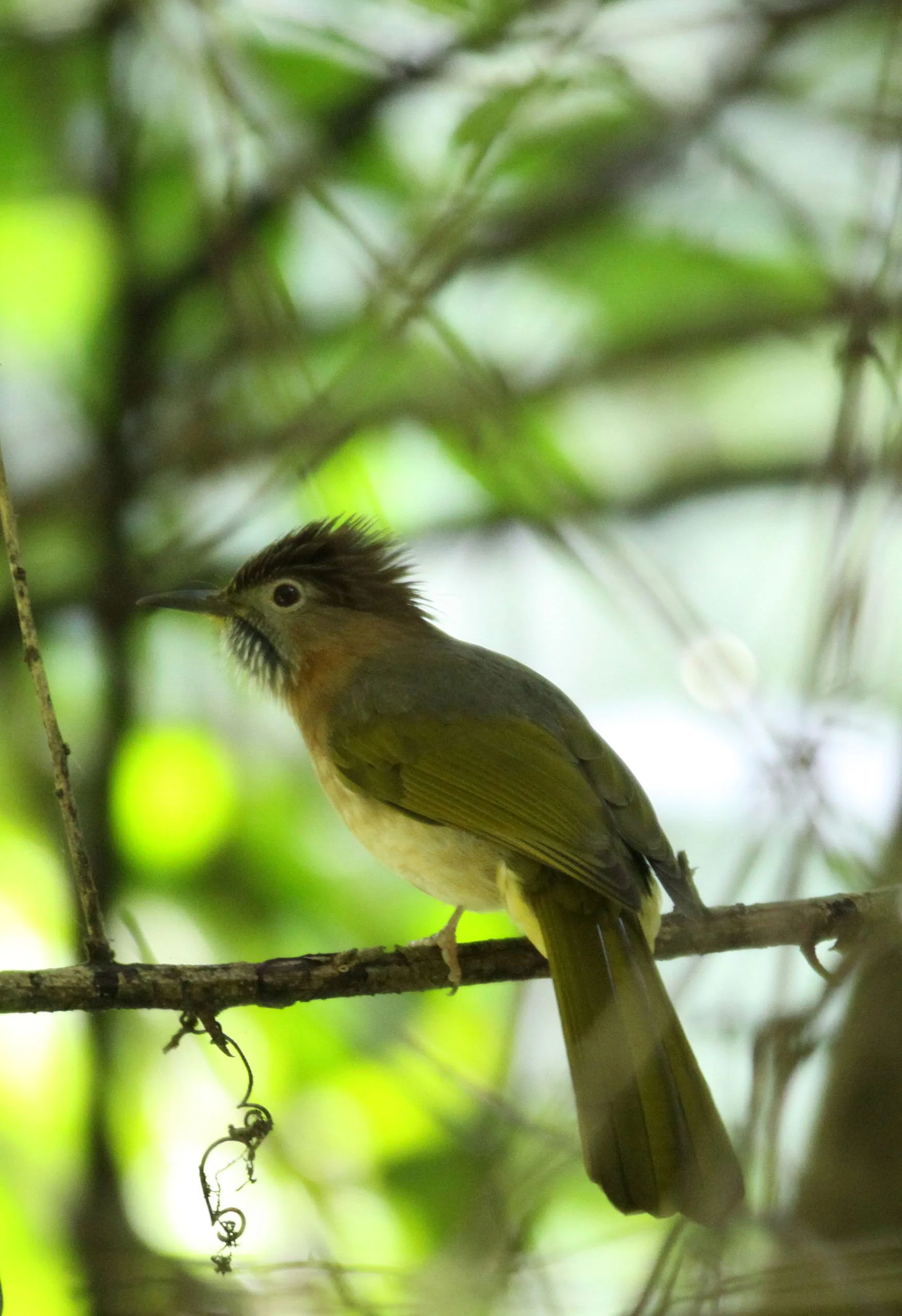 BULBUL - MOUNTAIN BULBUL - Ixos mcclellandii - WULIANGSHAN NATURE RESERVE YUNNAN CHINA (1).JPG