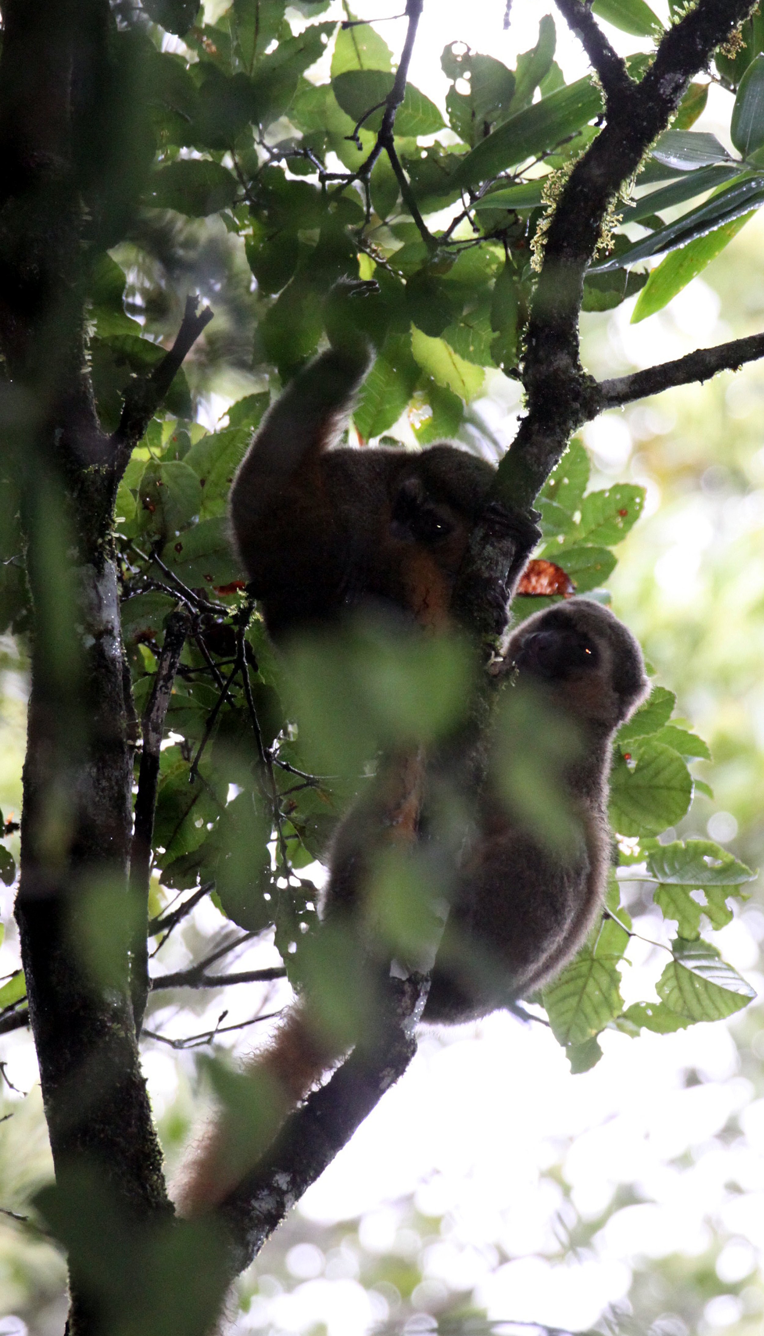 LEMURIDAE - Hapalemur aureus - GOLDEN BAMBOO LEMUR - RANOMAFANA NATIONAL PARK MADGASCAR (9).JPG