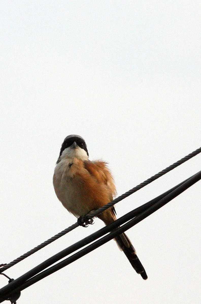 Long-tailed Shrike (Lanius schach) Poyang Lake Jiangxi Province China (16).JPG