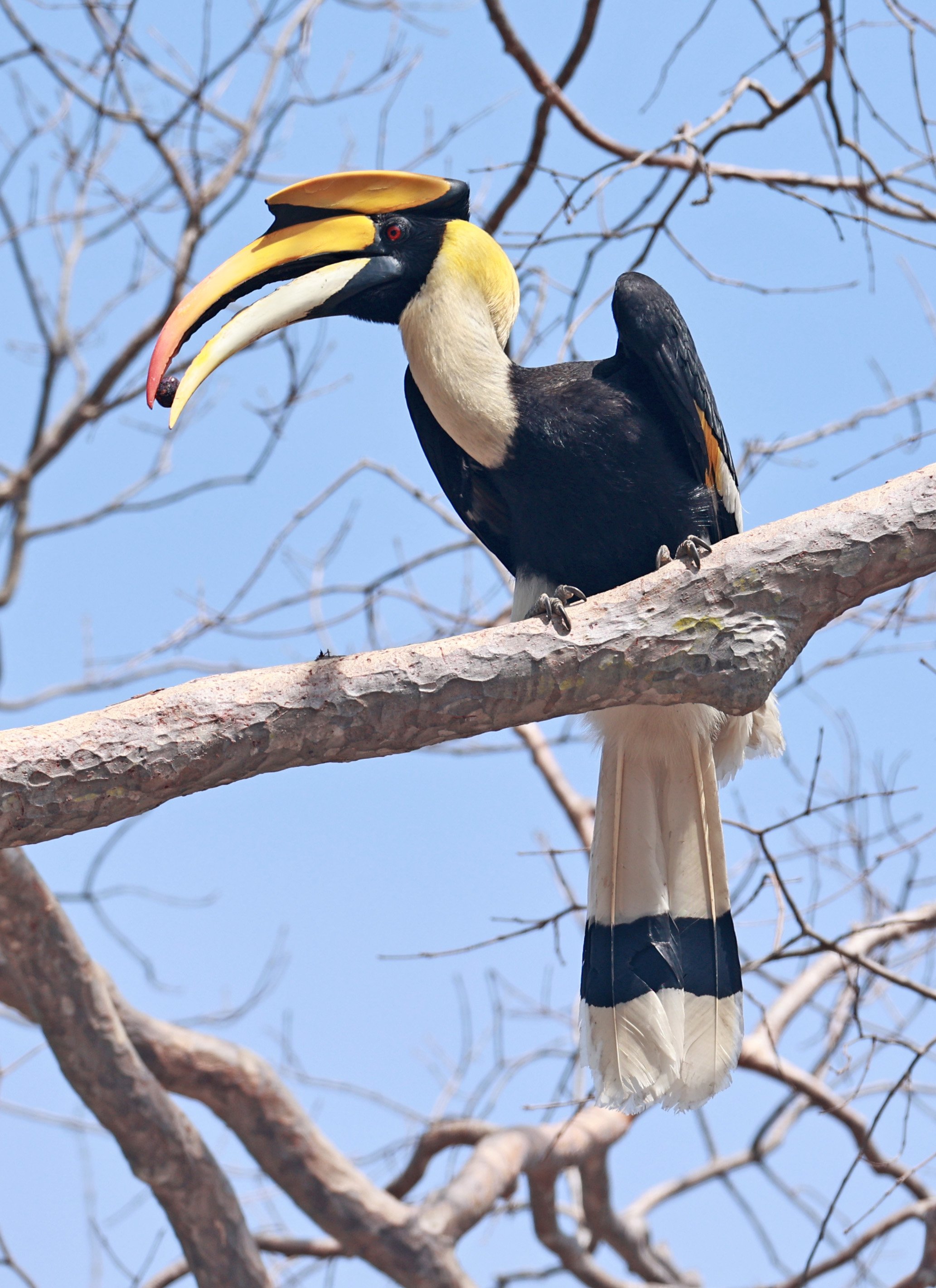 Great hornbill (Buceros bicornis) Pak Chong Mu Si Municipality Feb 2026 (8).jpg
