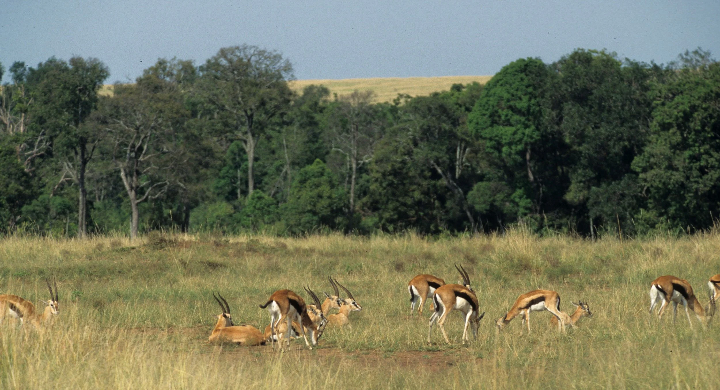 BOVID - GAZELLE - THOMSONS - SERENGETI (14).jpg