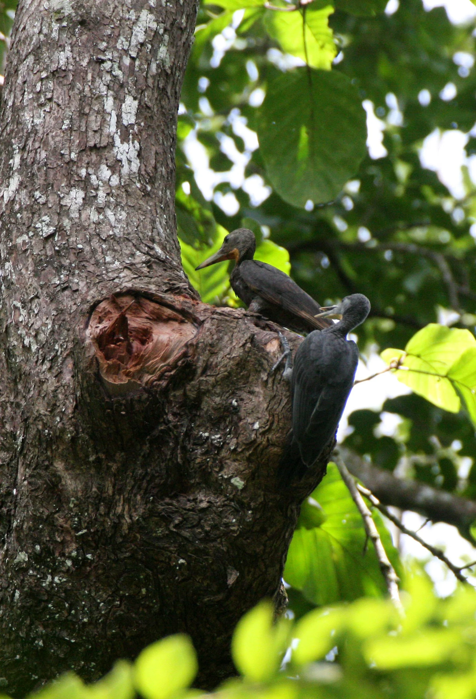 BIRD - WOODPECKER - GREAT-SLATY WOODPECKER - KAENG KRACHAN NP THAILAND (25).JPG
