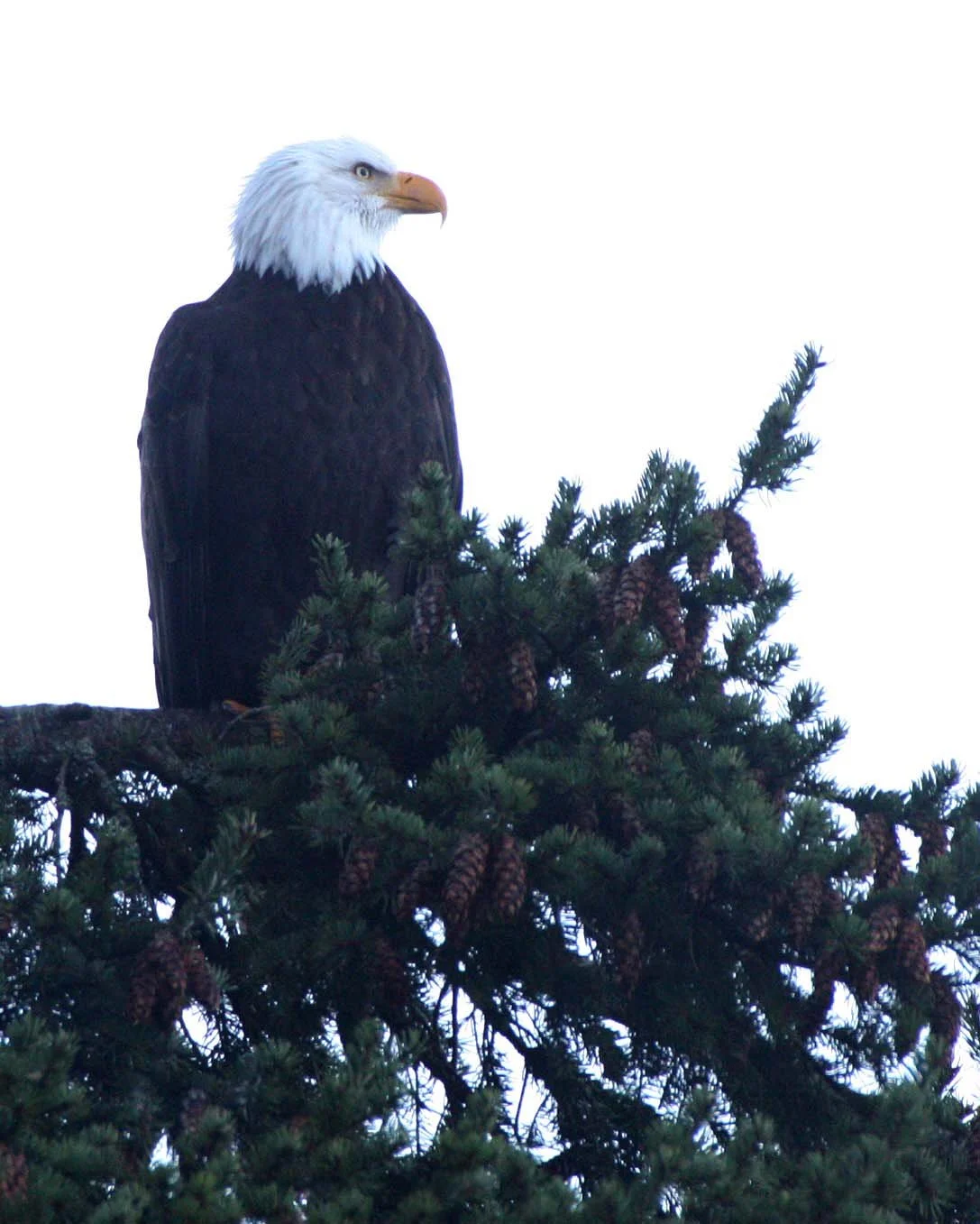 BIRD - EAGLE - BALD EAGLE - CRESCENT LAKE WA.JPG