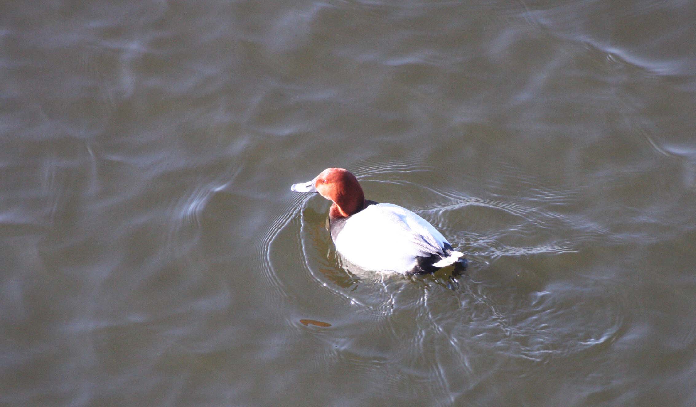 POCHARD - COMMON POCHARD - Aythya ferina - SEOUL KOREA (9).JPG