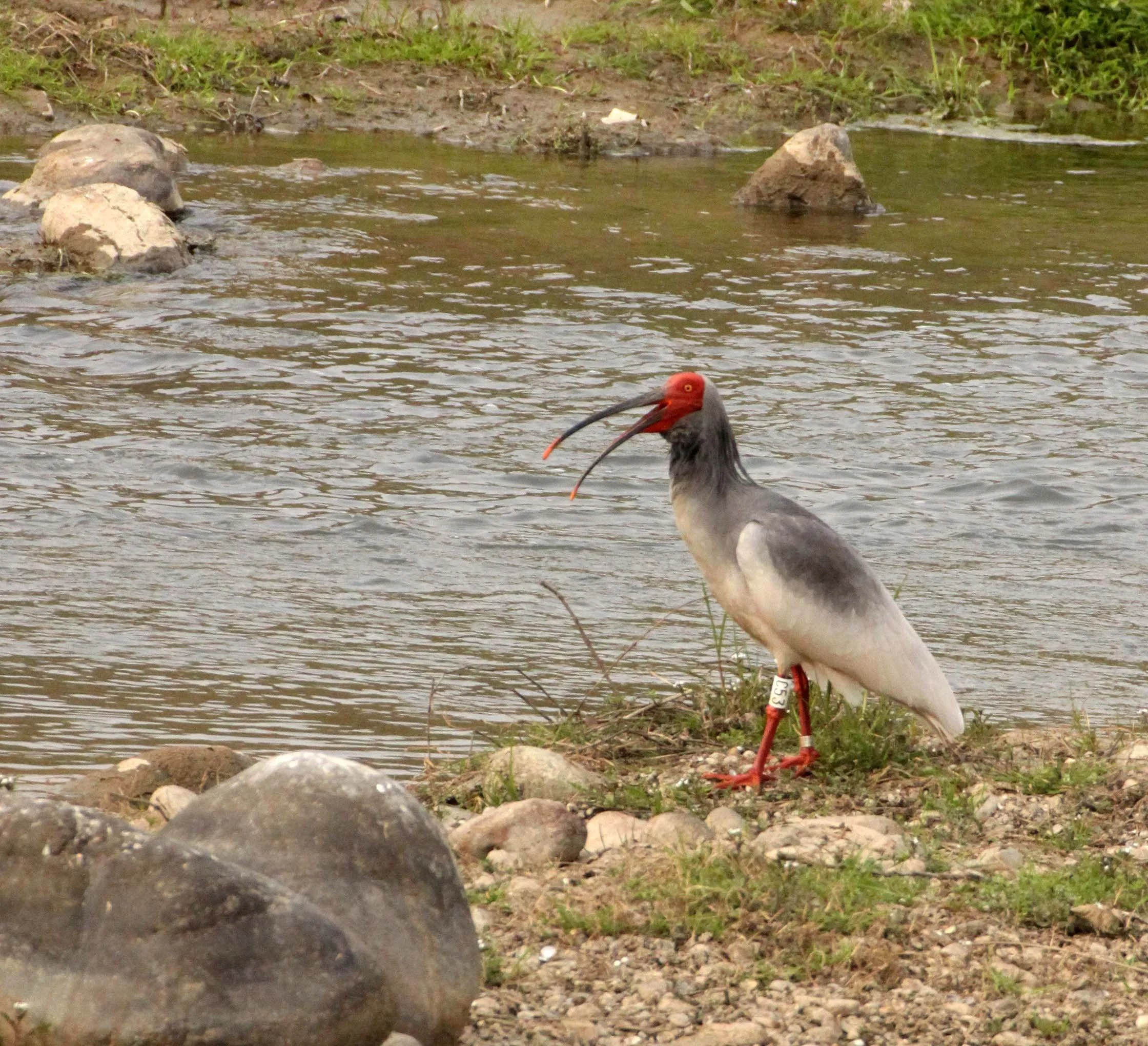 IBIS - CRESTED IBIS - Nipponia nippon - YANG COUNTY SHAANXI PROVINCE CHINA (32).JPG