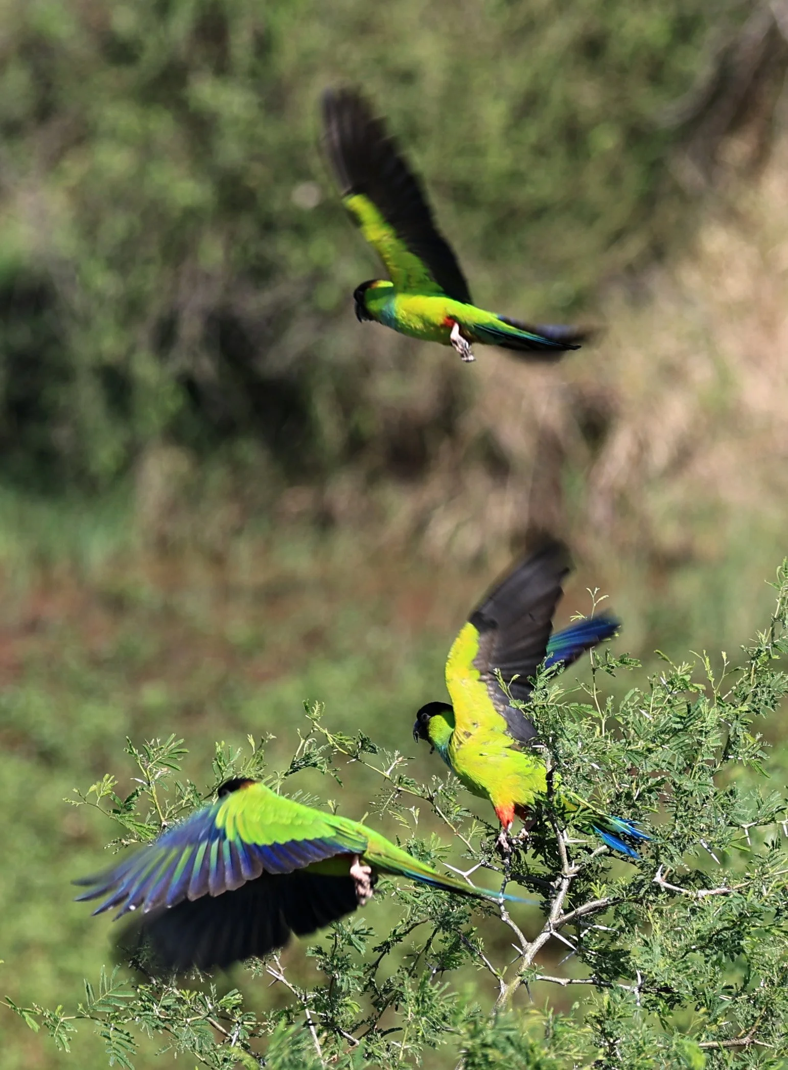 Nanday or Black-hooded Parakeet (Aratinga nenday) Wetlands along Road between Pozo Colorado & Asuncion (35).jpg