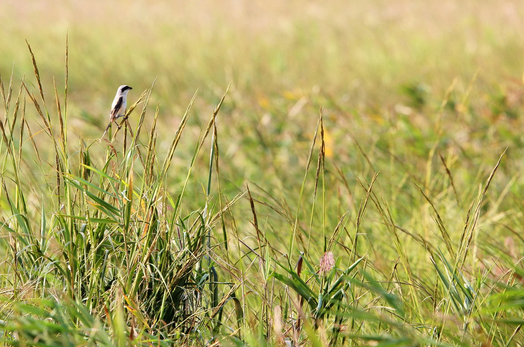 Chinese Grey Shrike (Lanius sphenocercus) Yancheng China (2).JPG