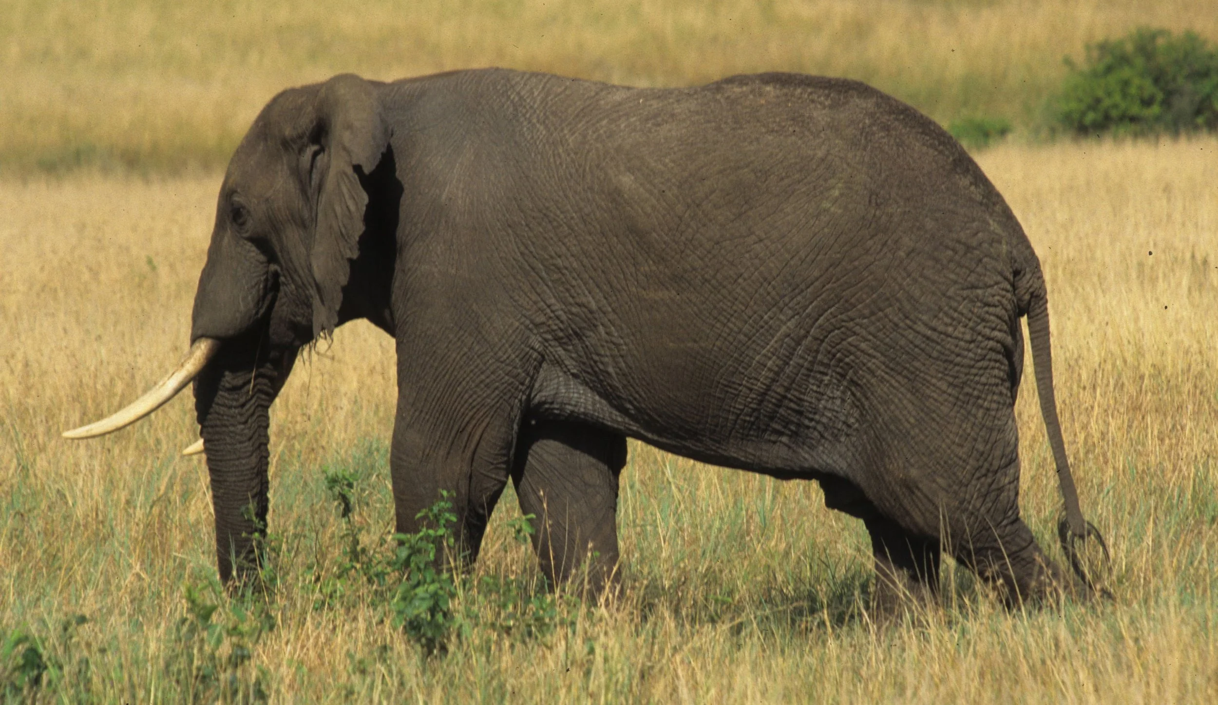 ELEPHANT - SERENGETI 44.jpg