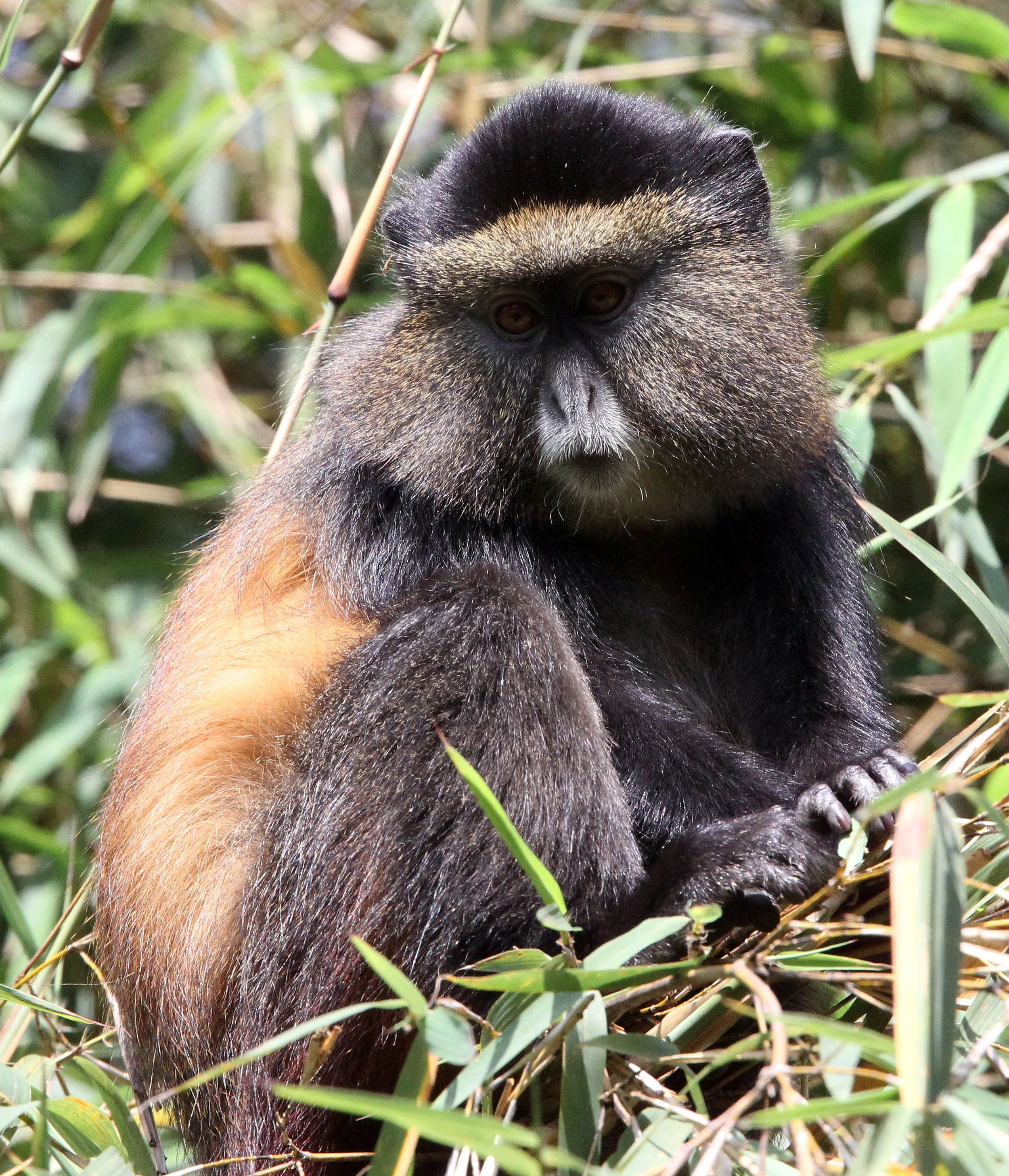 CERCOPITHECIDAE - Cercopithecus kandti - VIRUNGA GOLDEN MONKEY - PARK DU VULCANS RWANDA (449).JPG