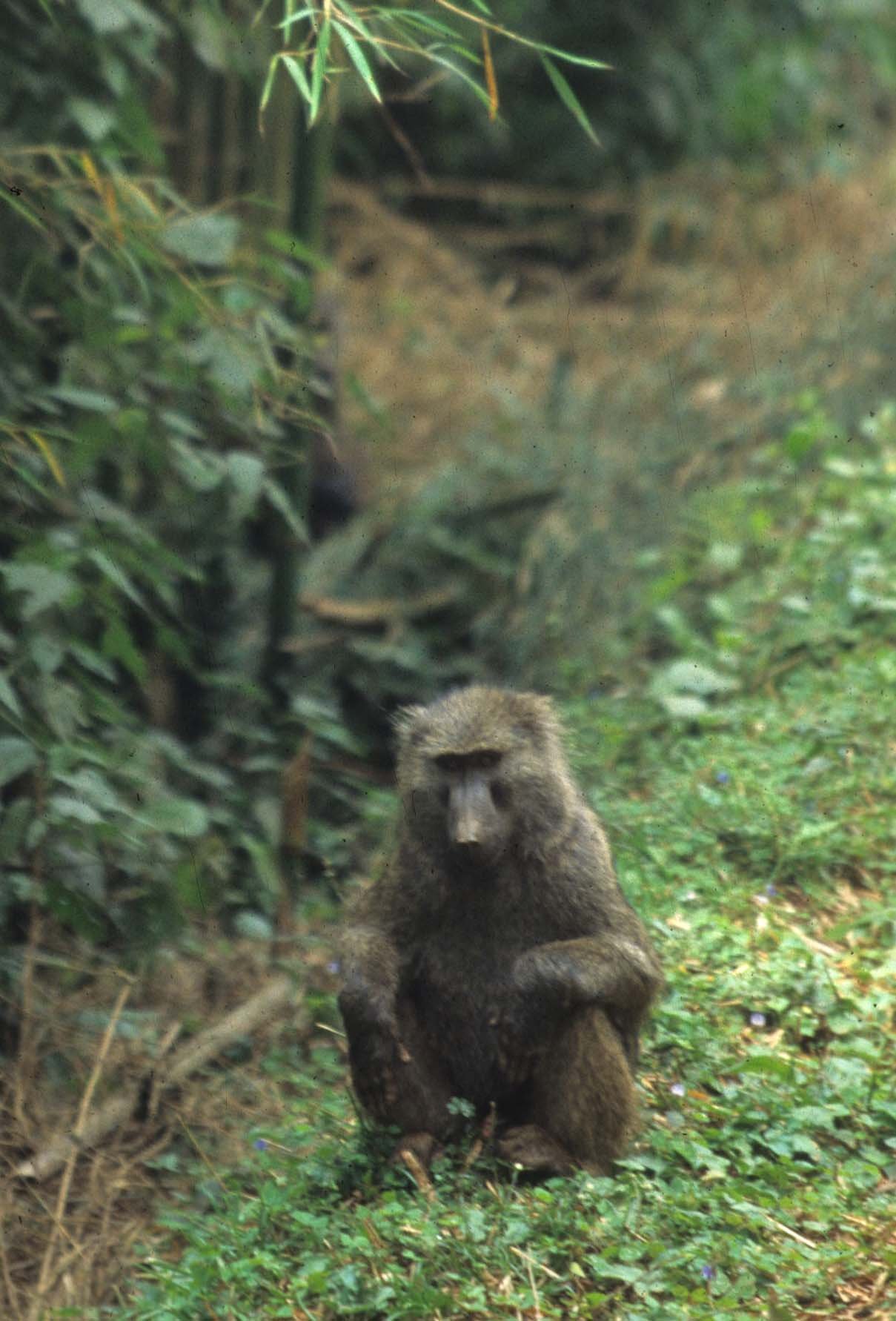 PRIMATE - BABOON-OLIVE - SERENGETI B1.jpg